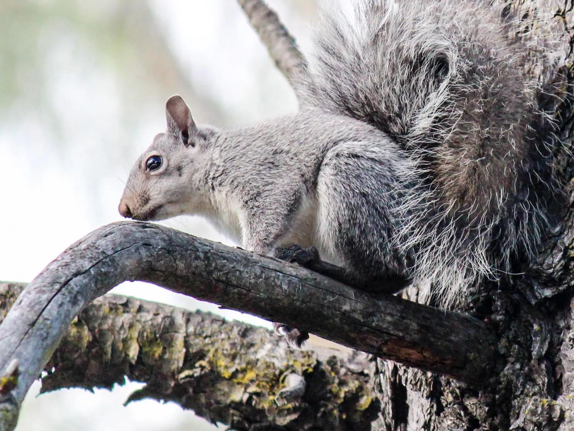 Animals in Hope Inn Redding