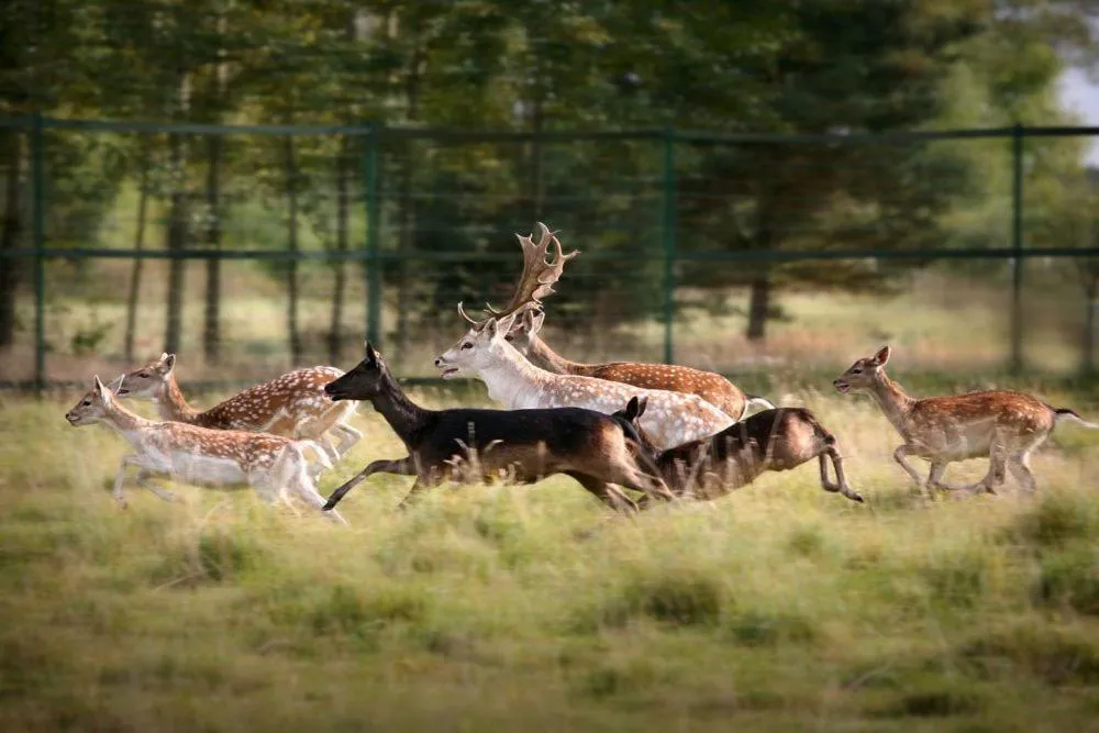 Neighbourhood in Farma Many B&B, noclegi Suntago & DeepSpot