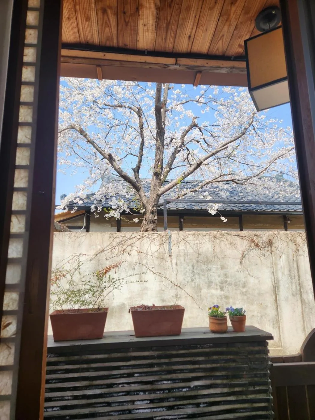 Spring in Sungsim Hanok Guesthouse