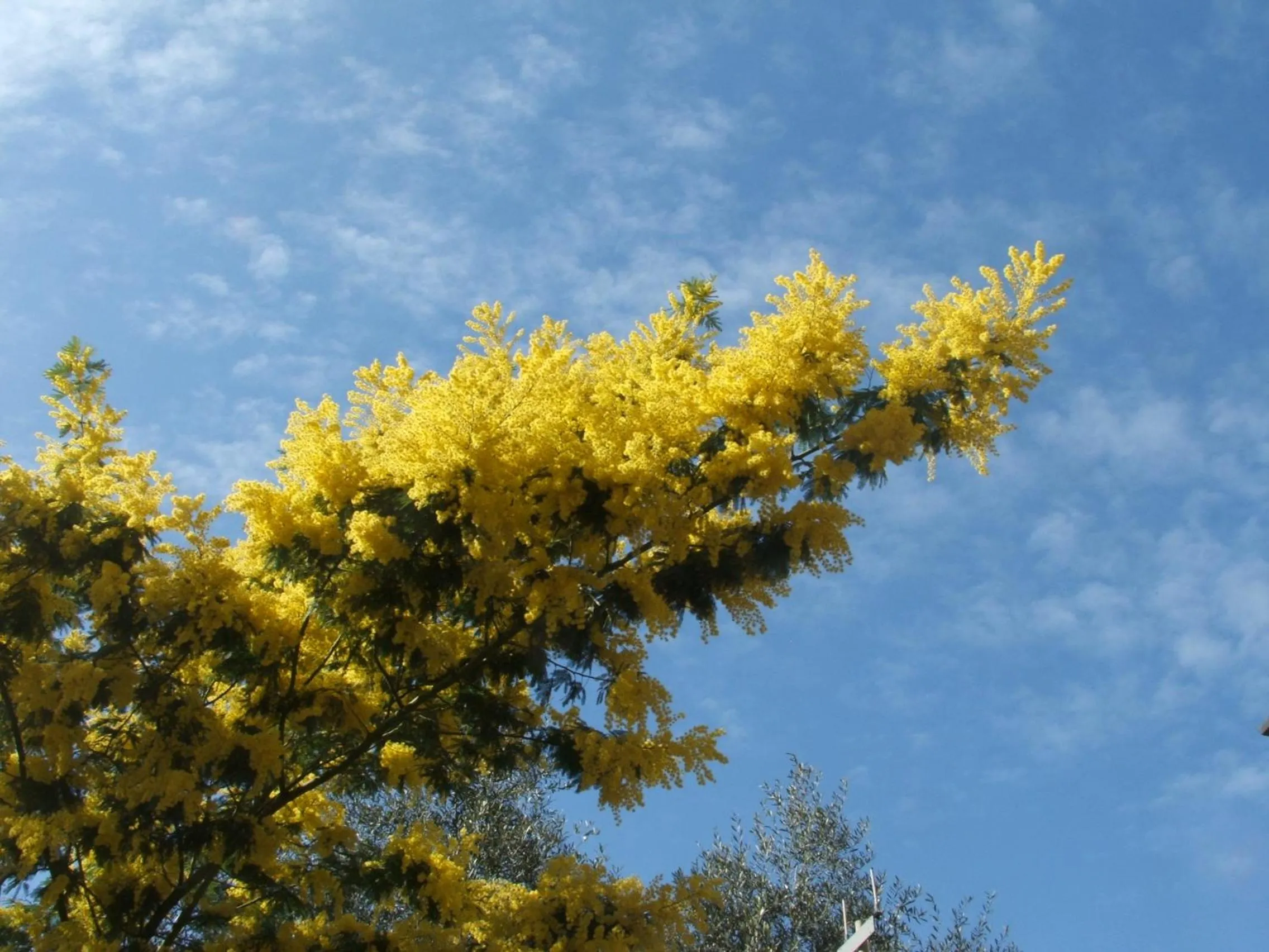 Decorative detail in B&B La Cubanina