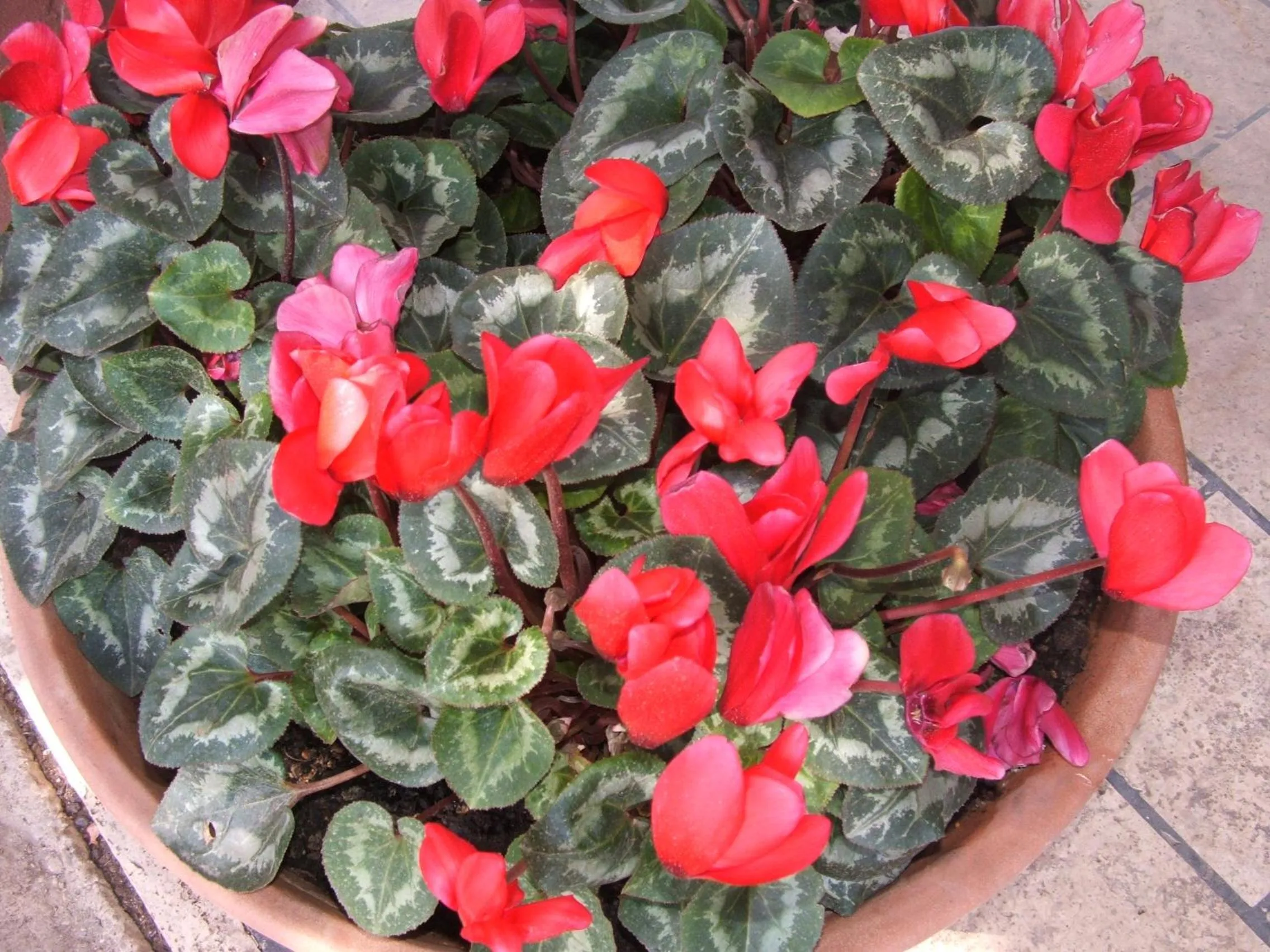 Decorative detail in B&B La Cubanina