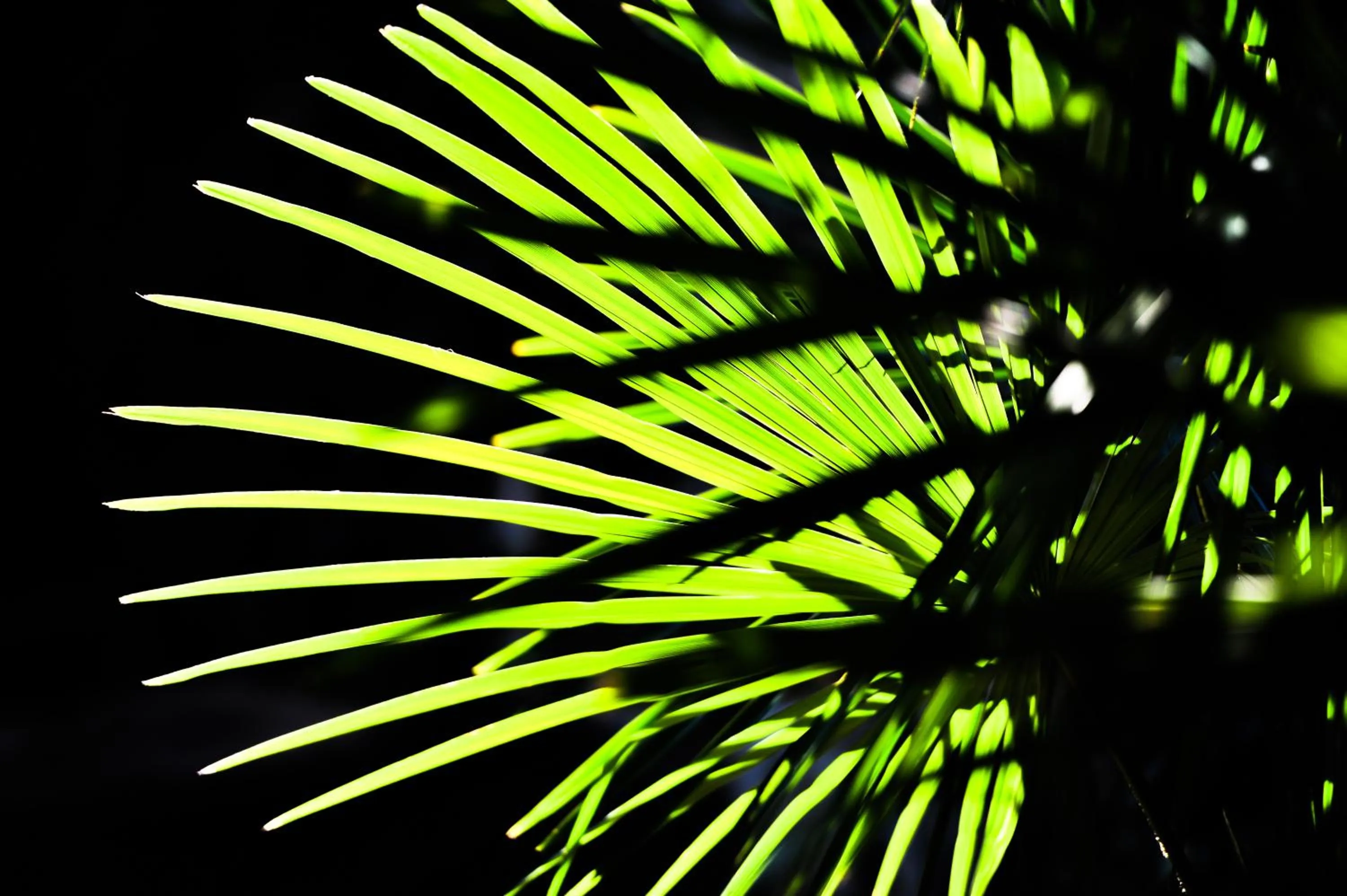 Summer in Kröllnerhof