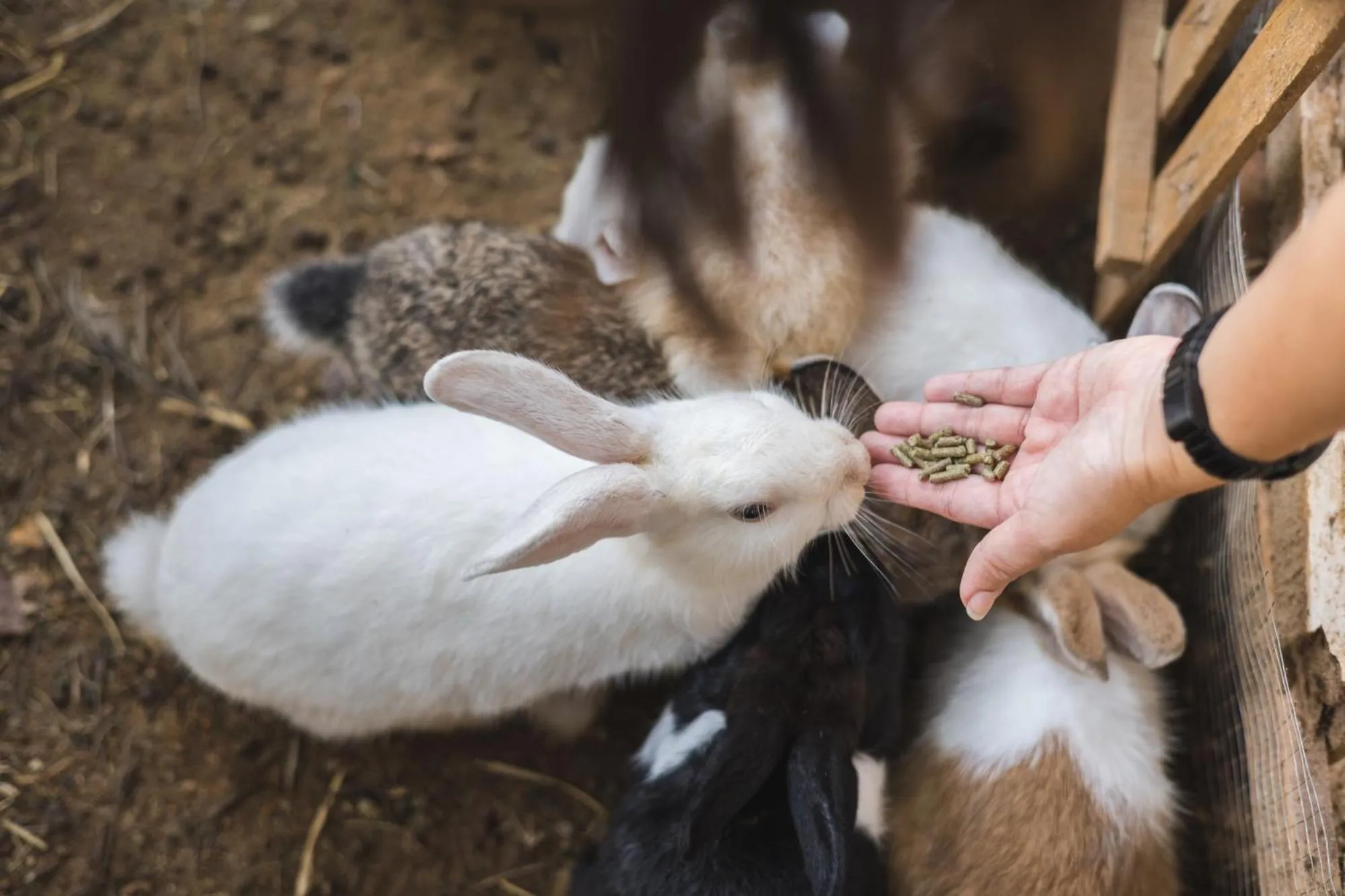 Activities in dusitD2 Khao Yai