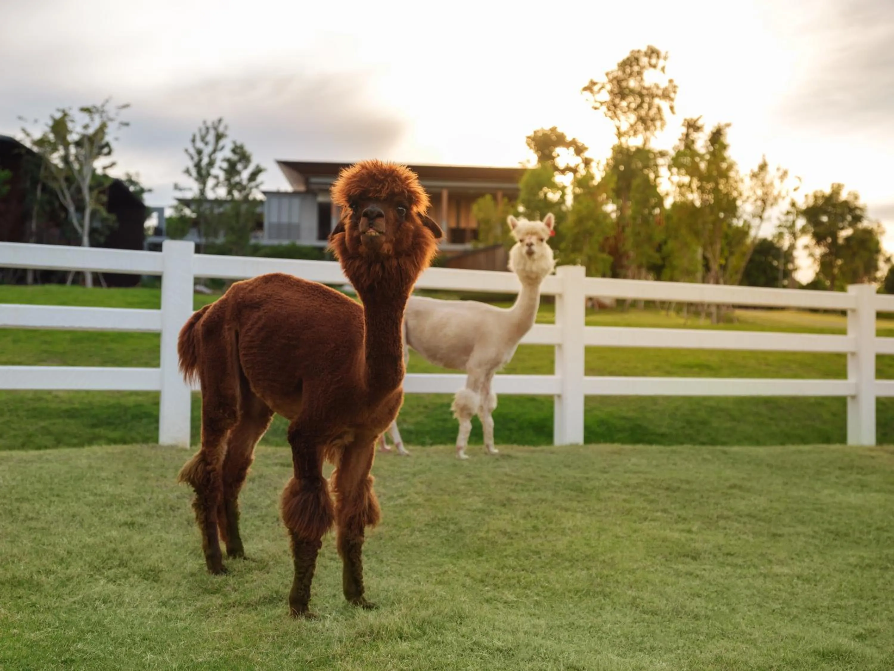 Garden in dusitD2 Khao Yai