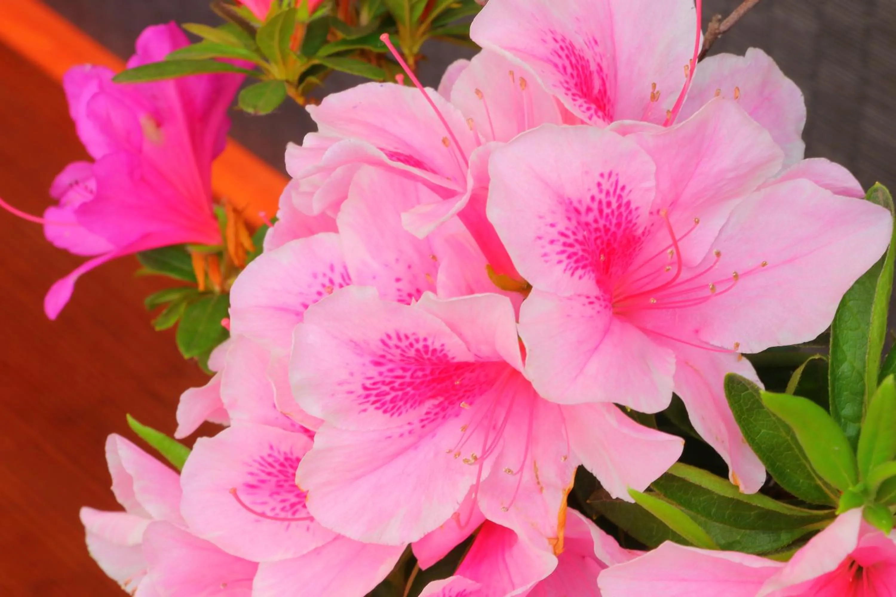 Area and facilities in Tamaki Ryokan