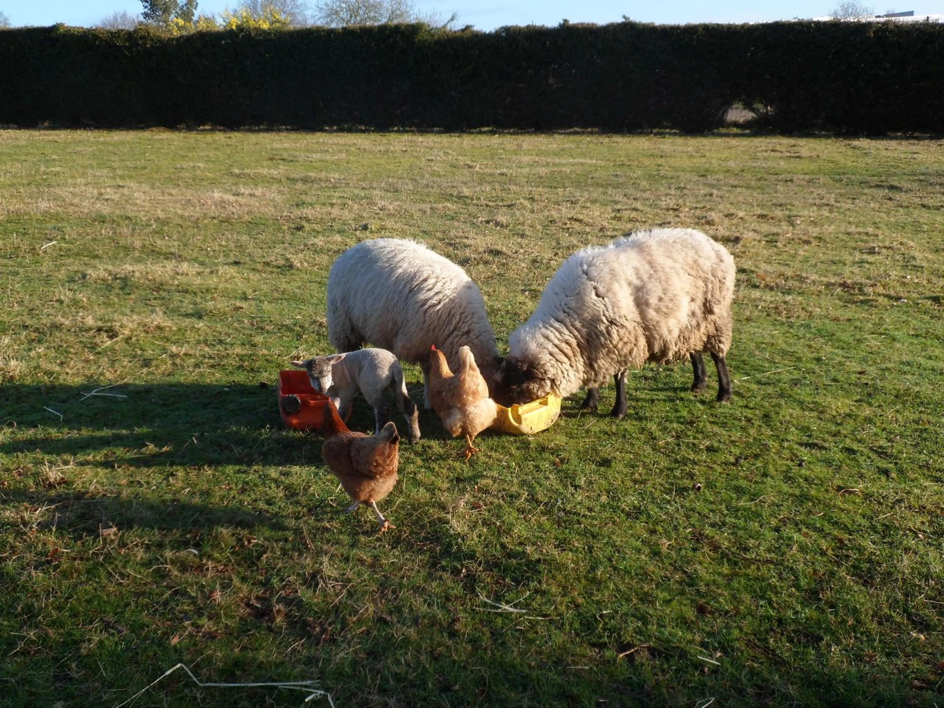 Pets in Farmhouse in an amazing private park