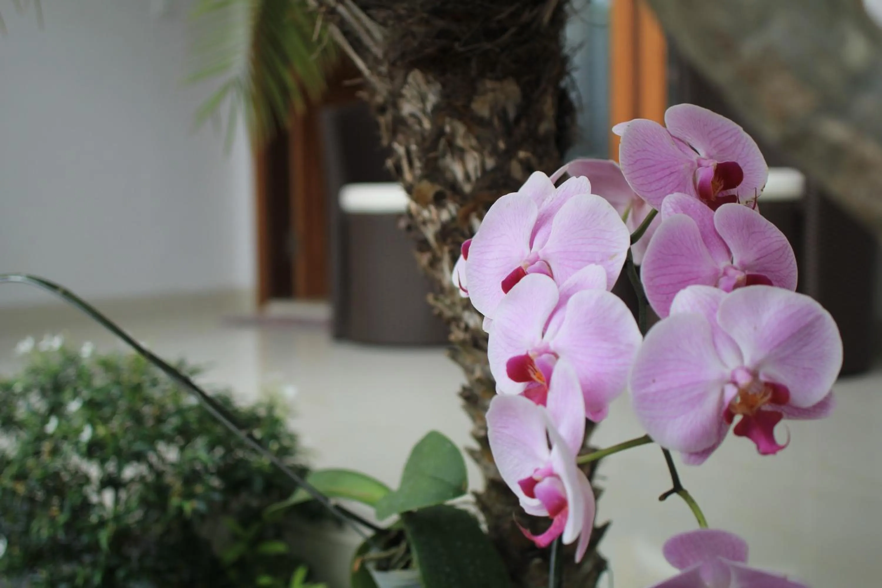 Balcony/Terrace in The Kutaya