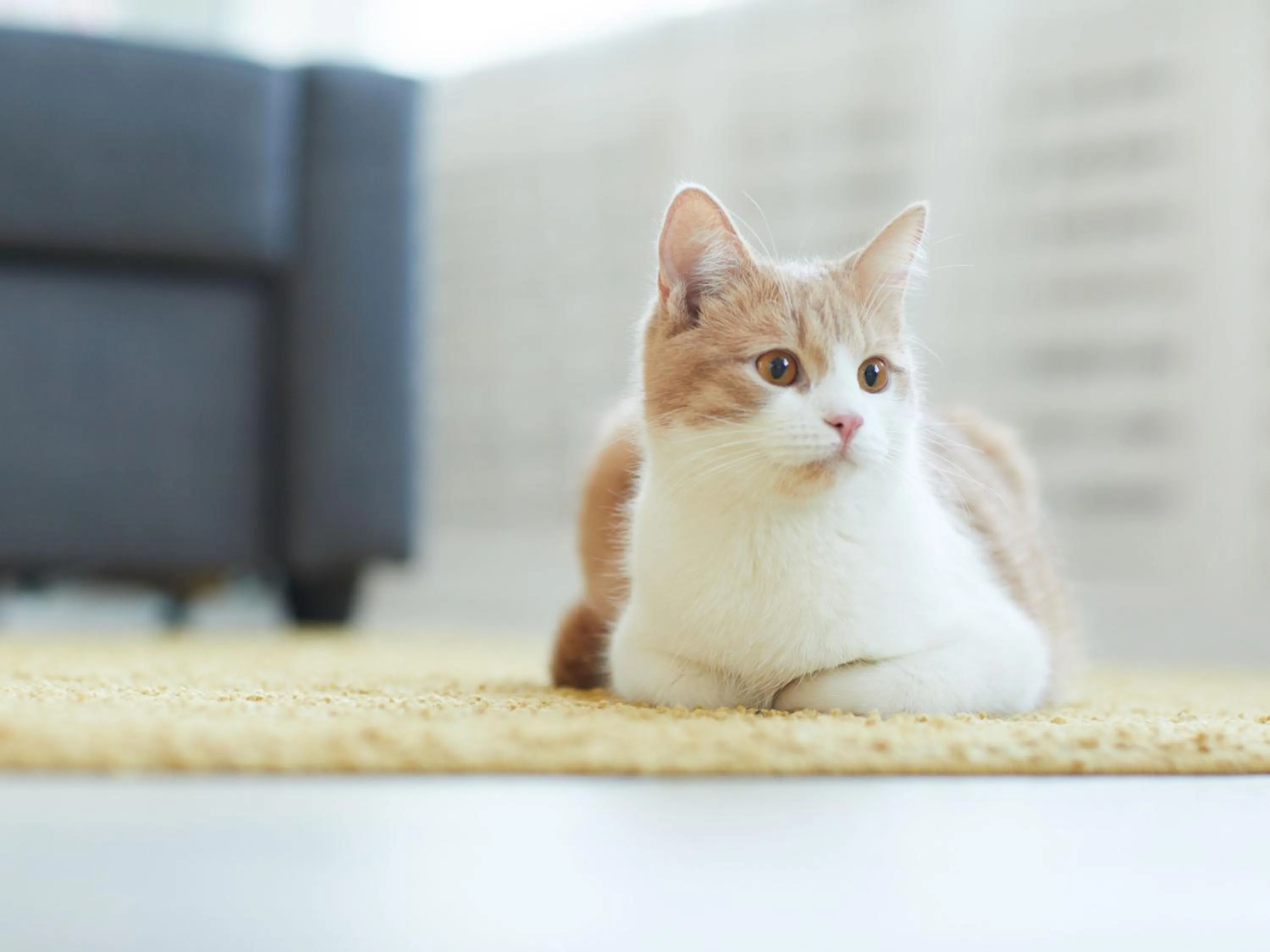 pet friendly in Estudis Turístics Cims Pas 3000