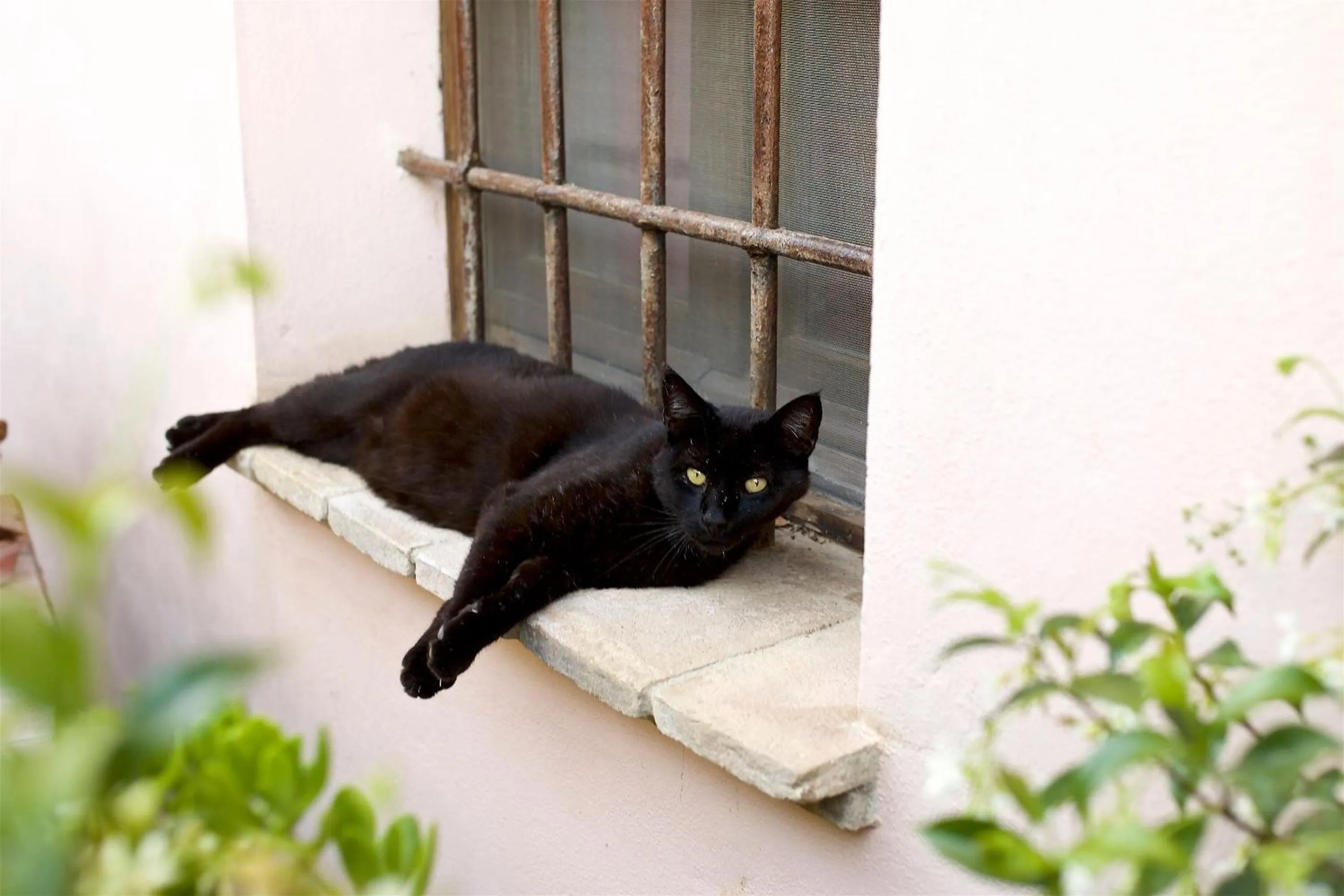 Pets in Al Guado di Assisi B&B