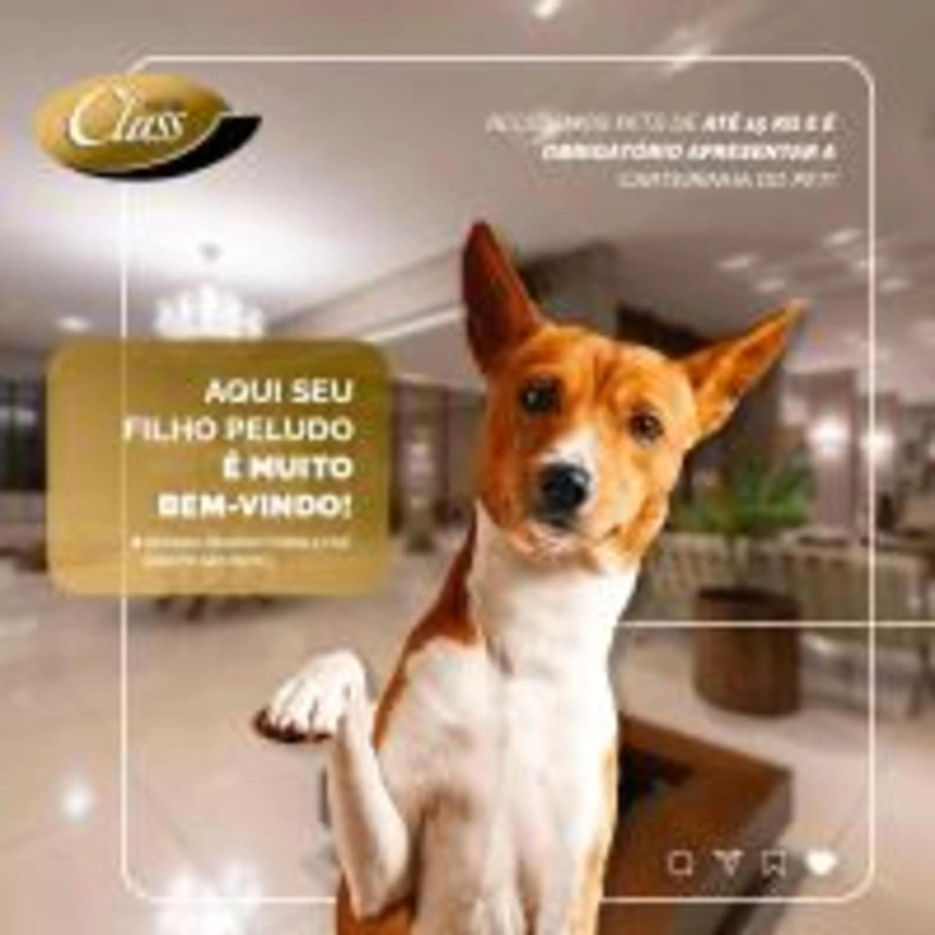 Pets in Class Hotel Rio Claro