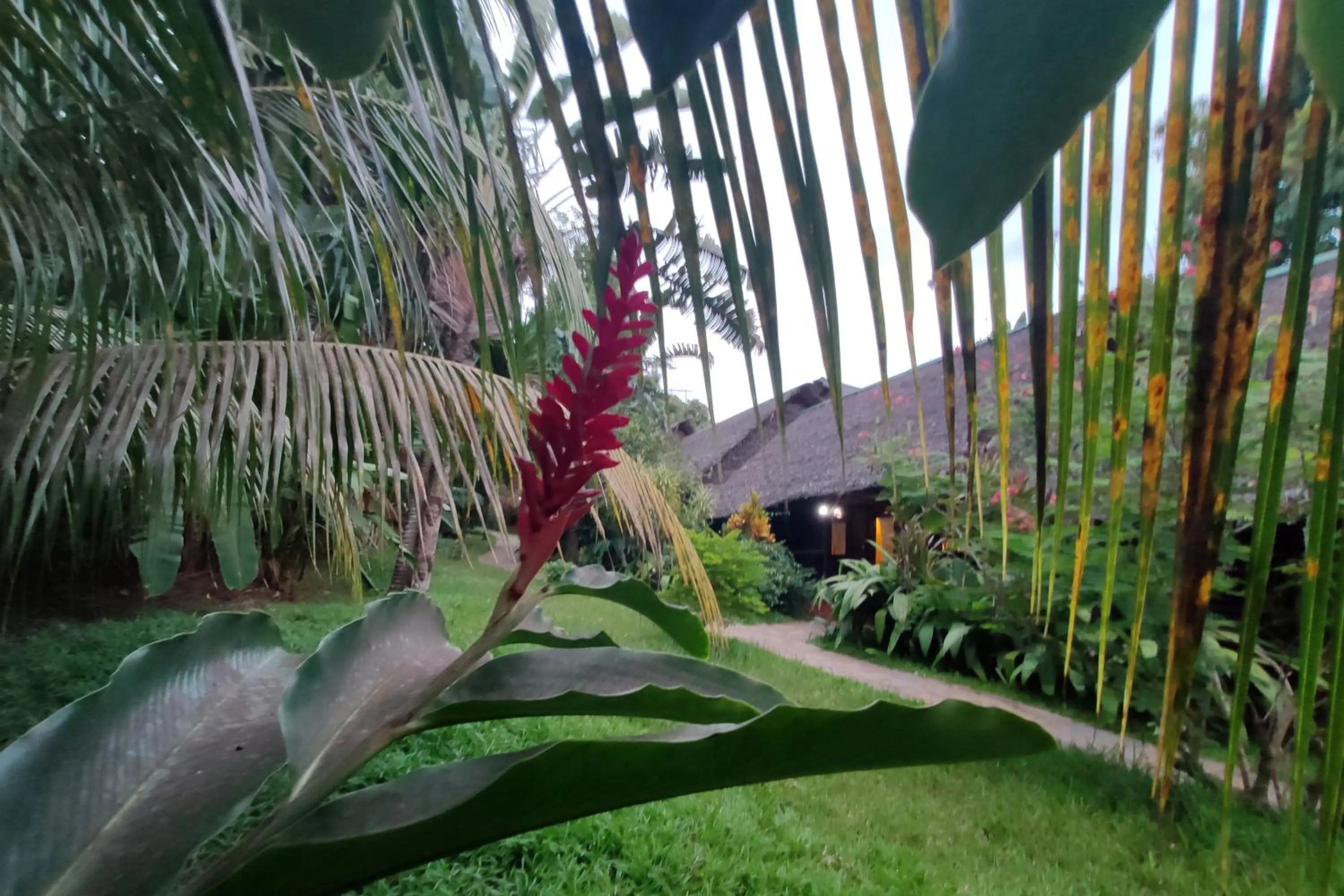 Garden in Clair de Lune