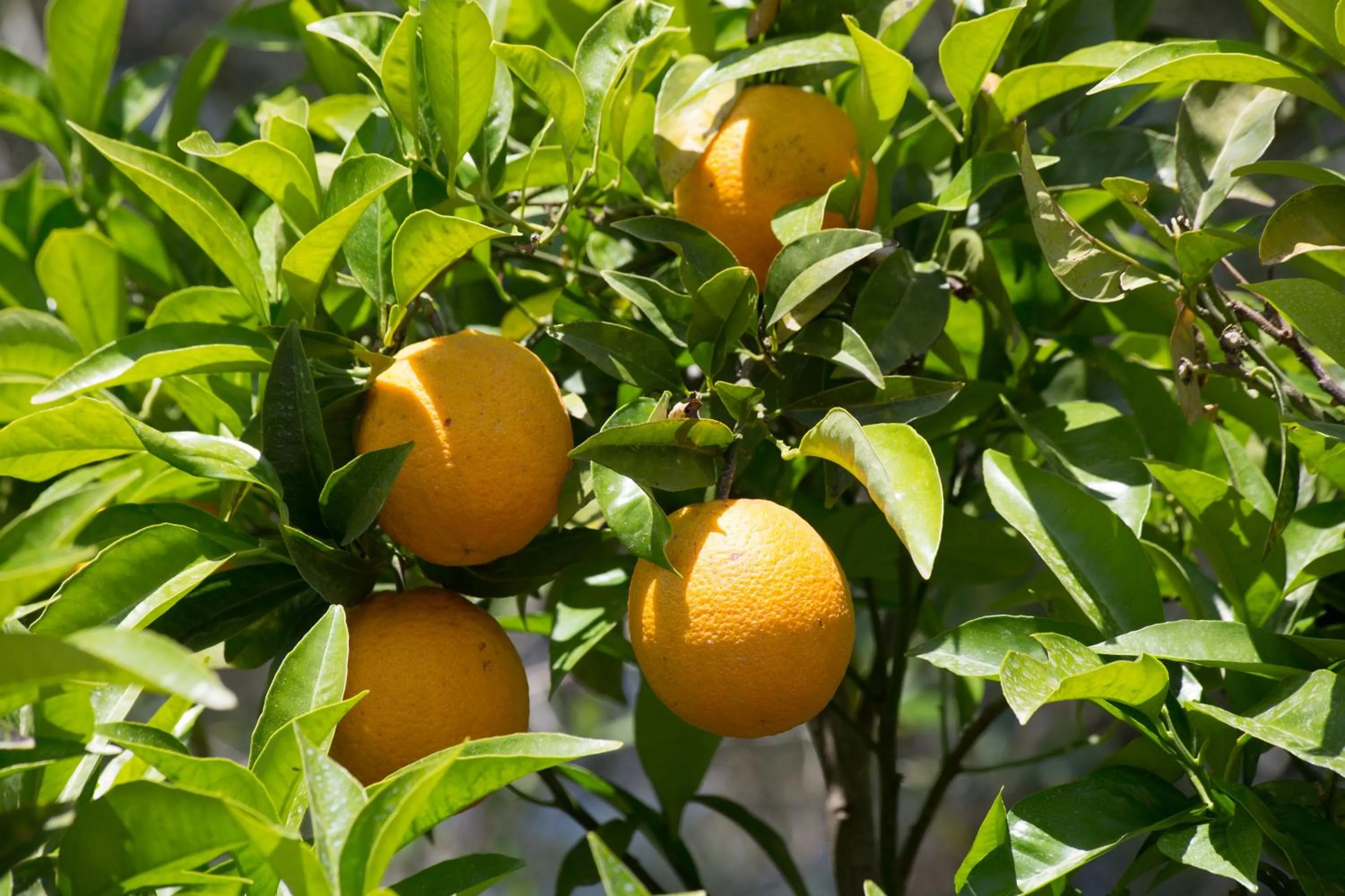 Garden in Karia Holiday Home