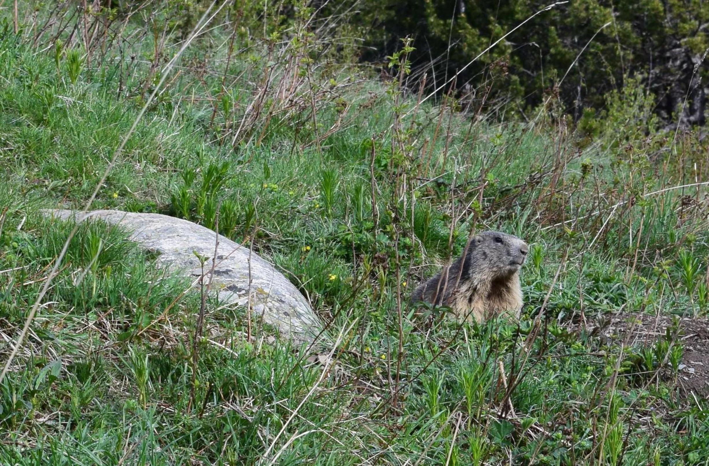 Animals in Hotel Peretol