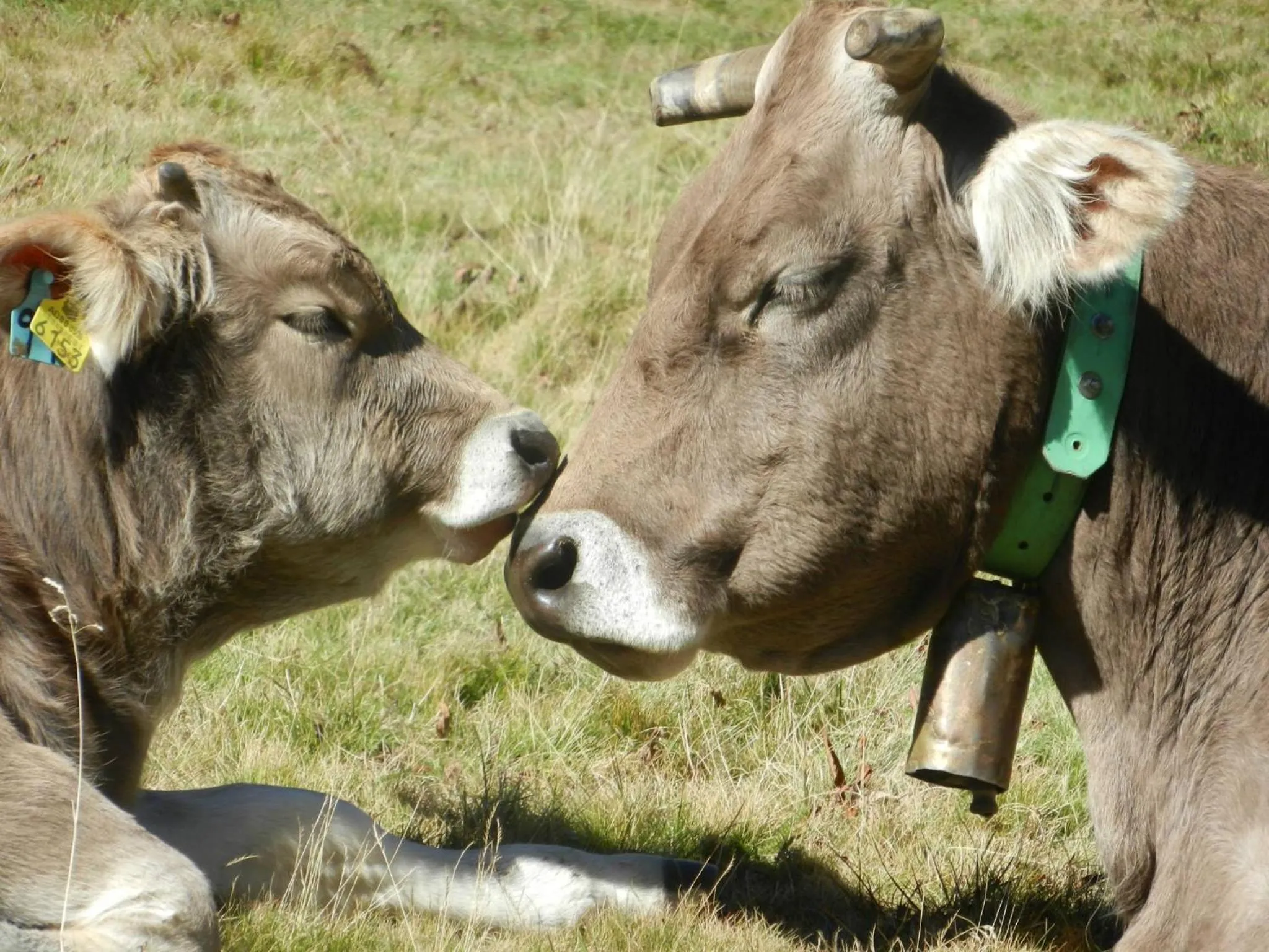 Animals in Hotel Peretol