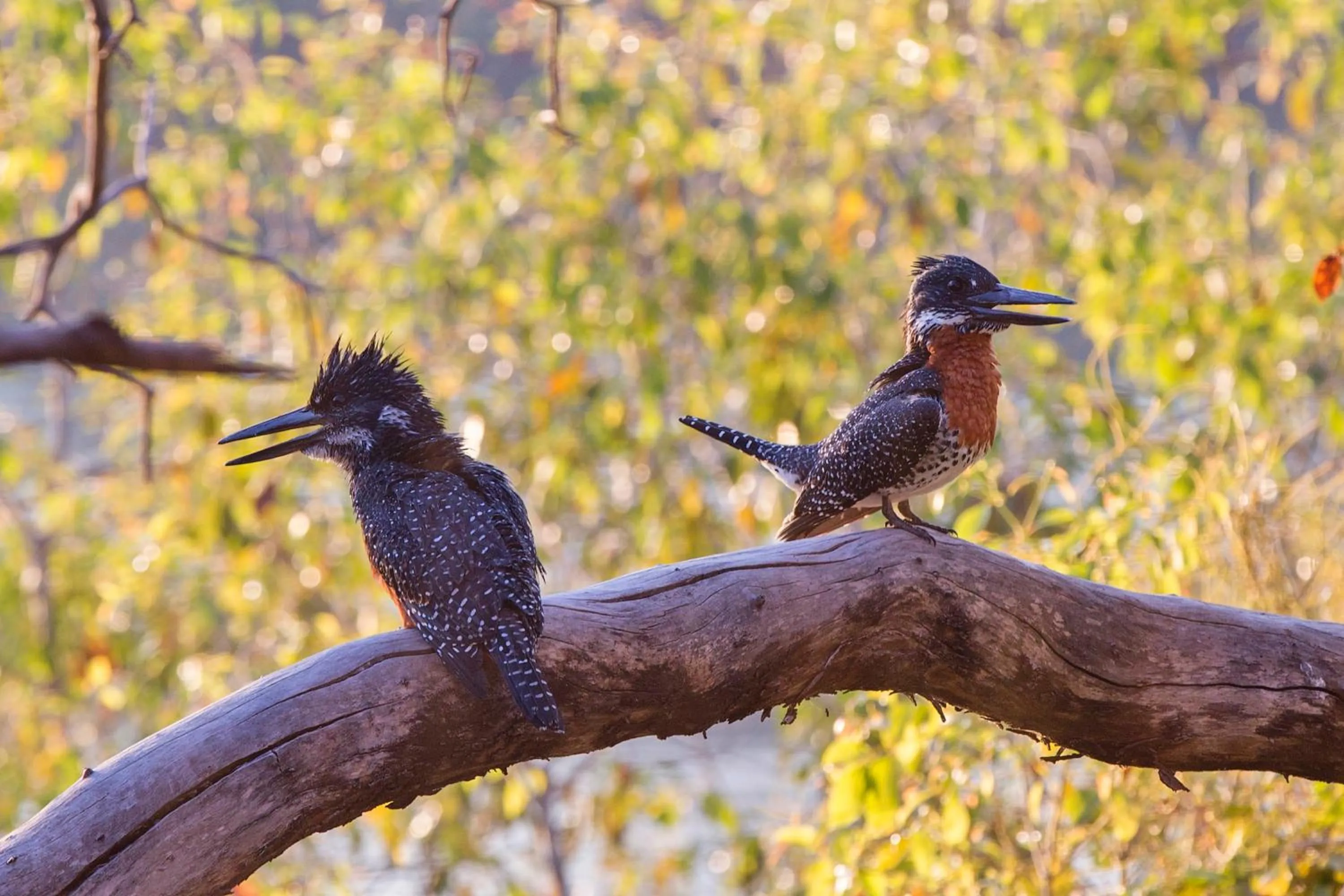 Natural landscape in Victoria Falls River Lodge