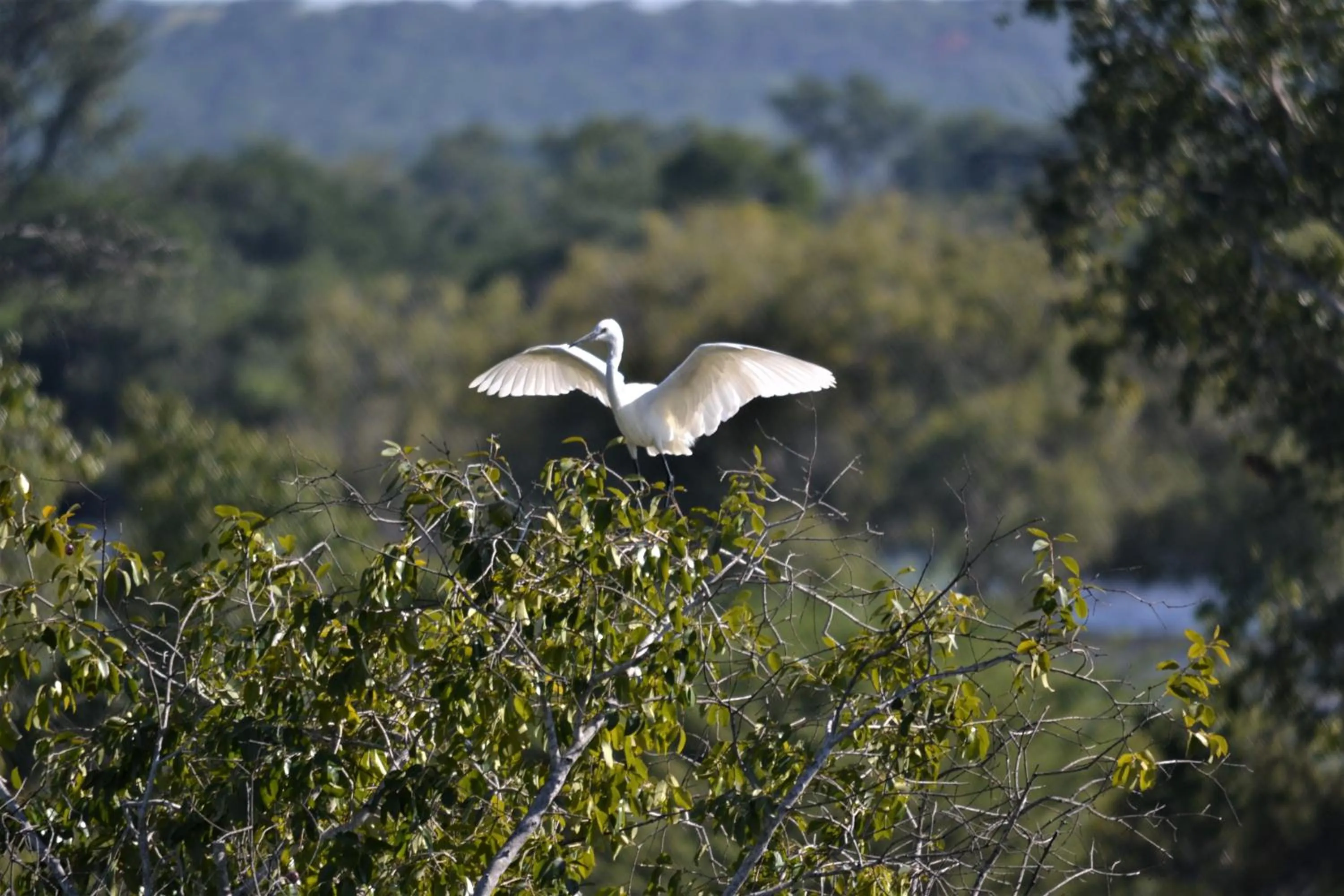 Natural landscape in Victoria Falls River Lodge