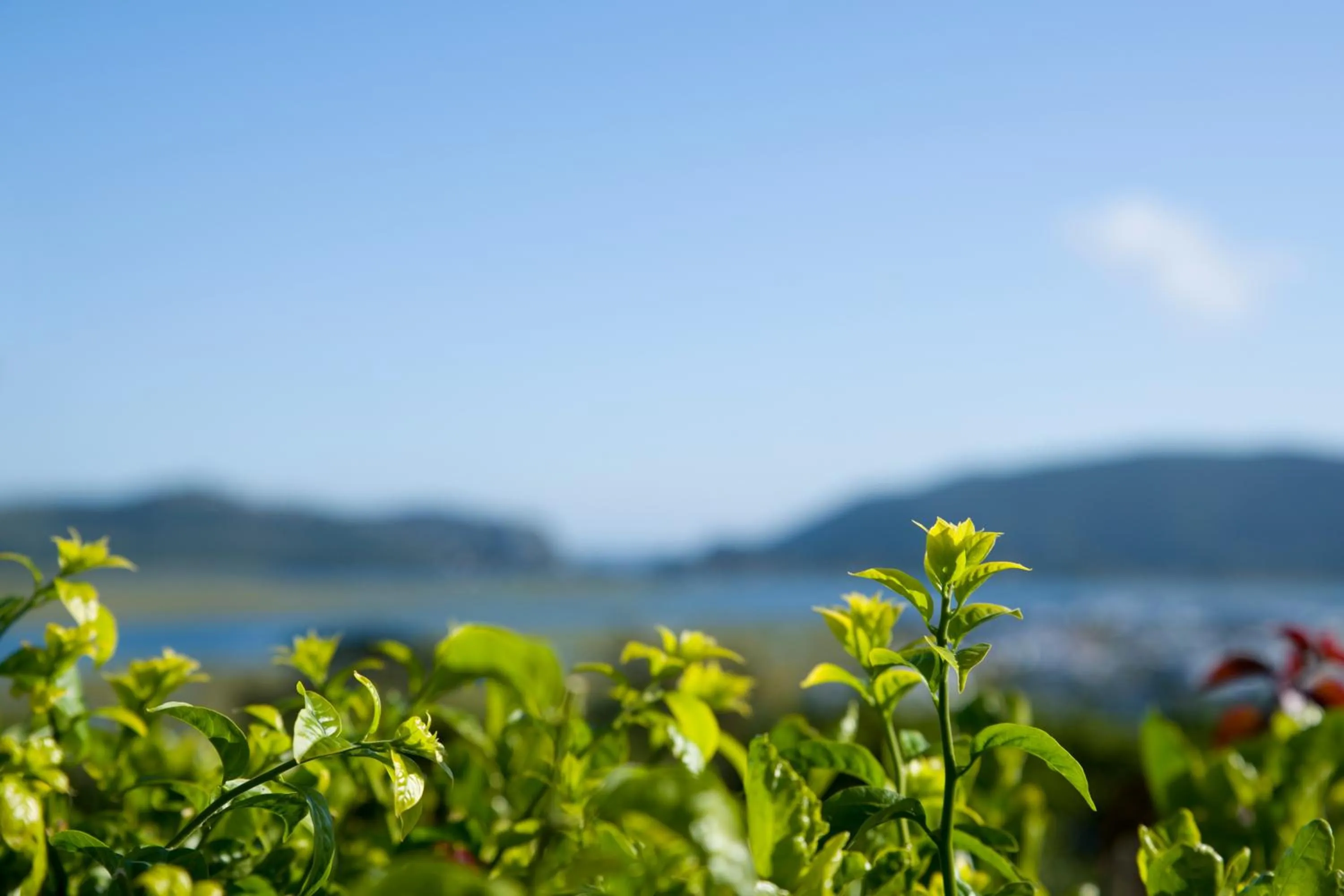 Natural landscape in Candlewood Lodge