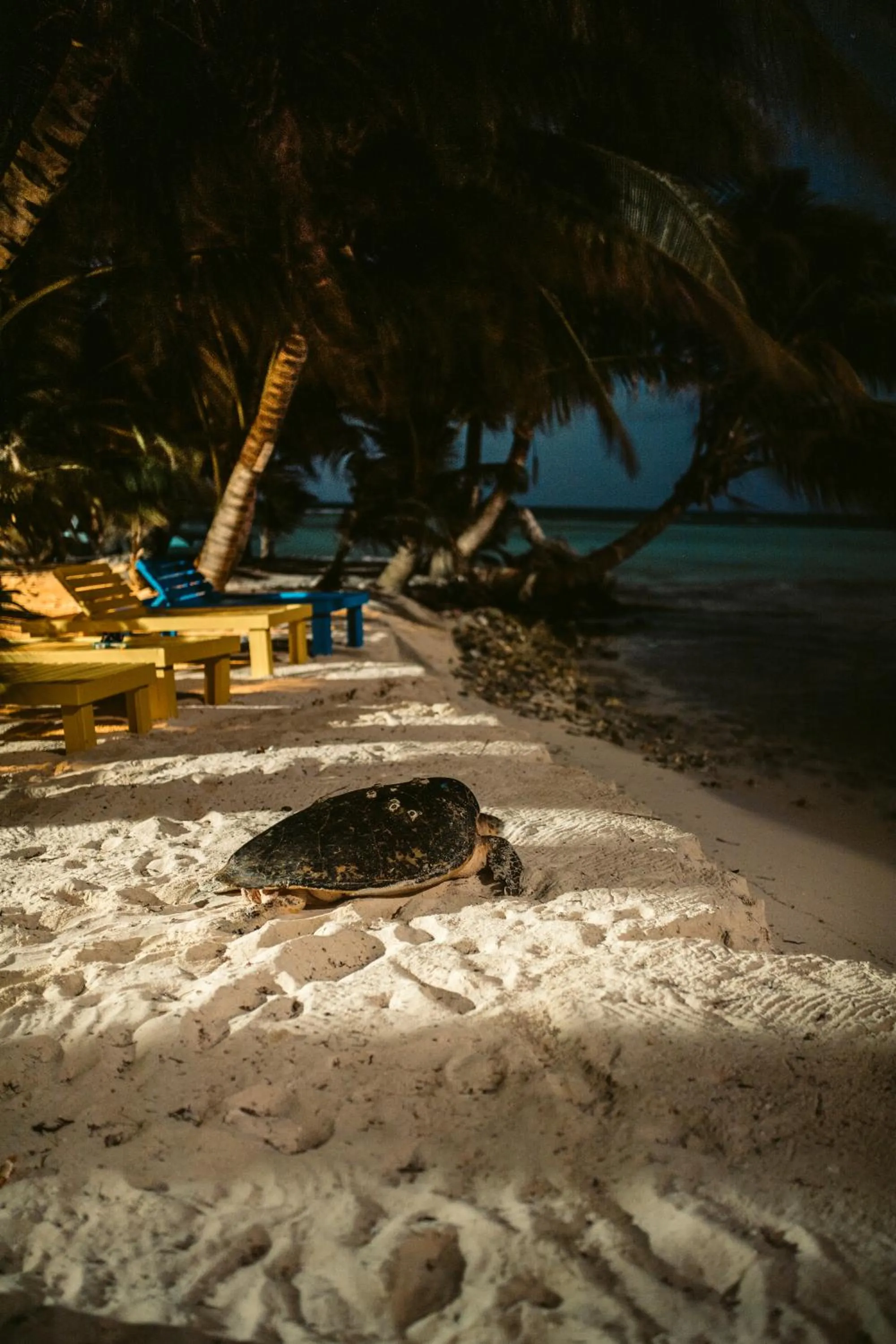 Beach in Ranguana Caye Cabanas