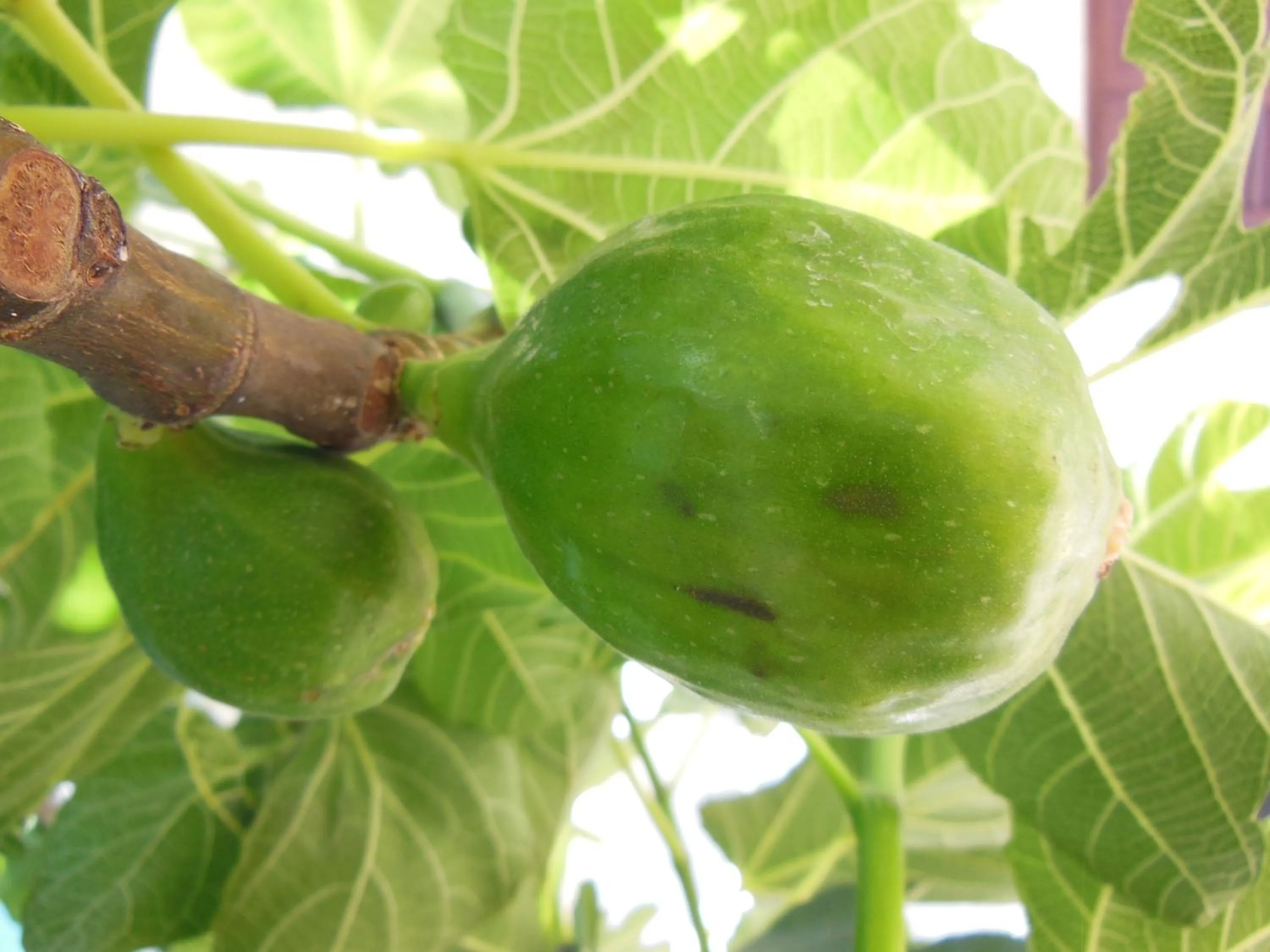 Other in Residence Club Barbara