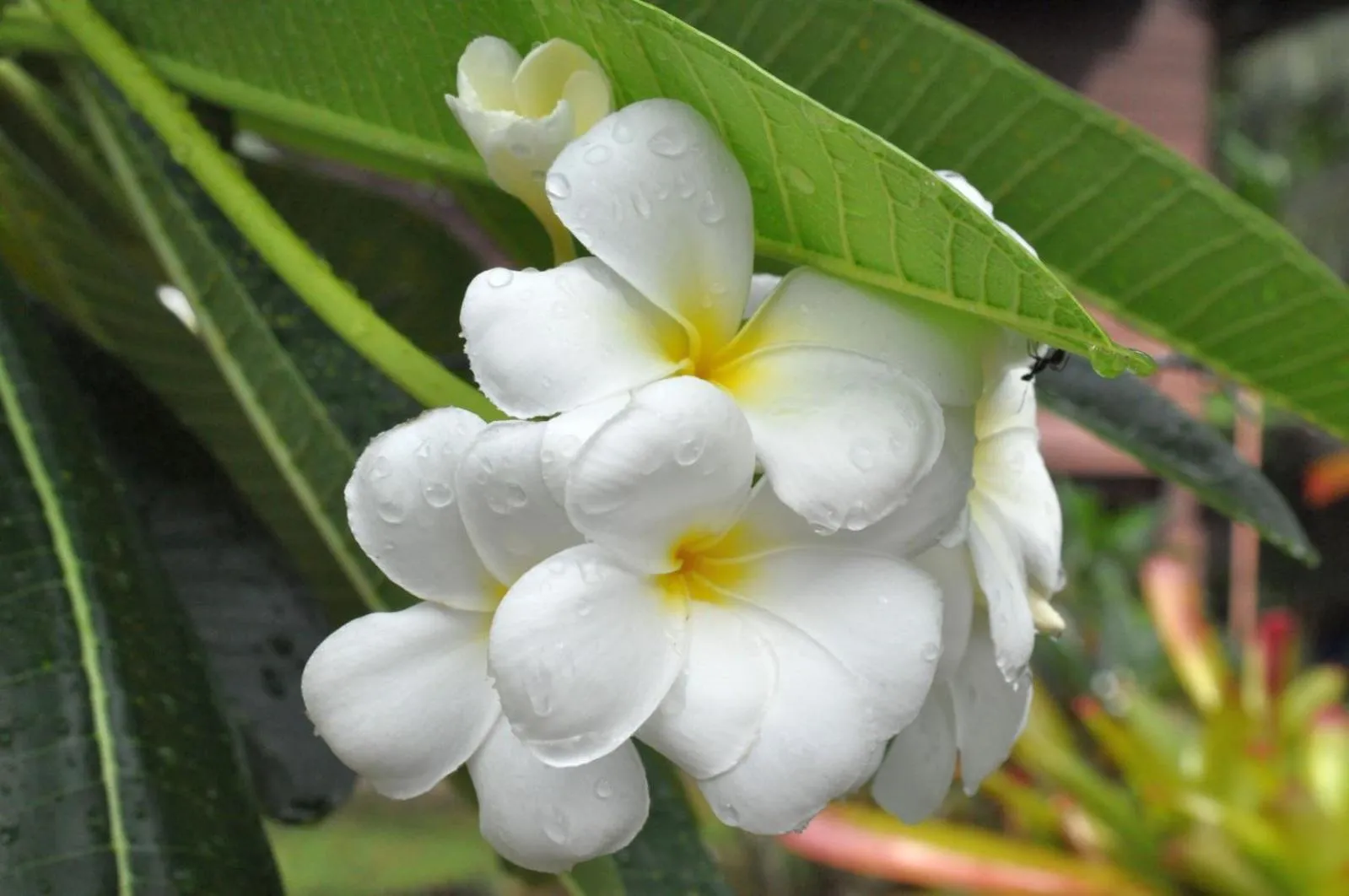 Garden view in Bang Po Hut