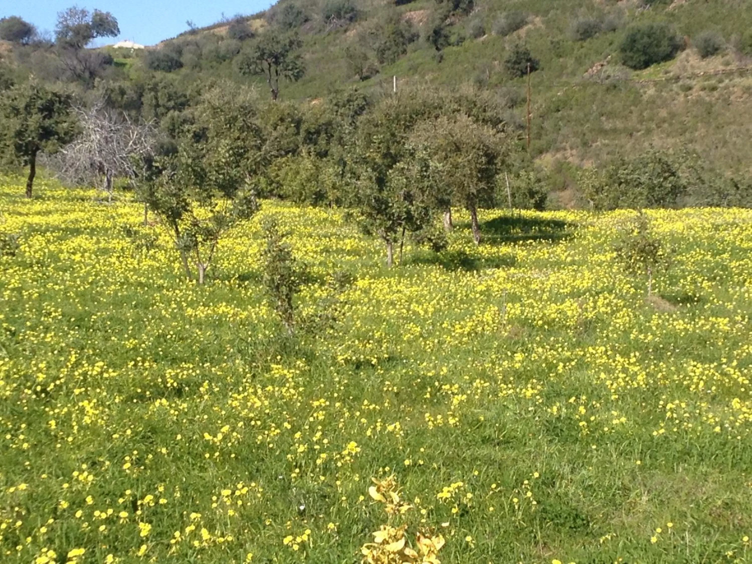 Natural landscape in Casa da Osga