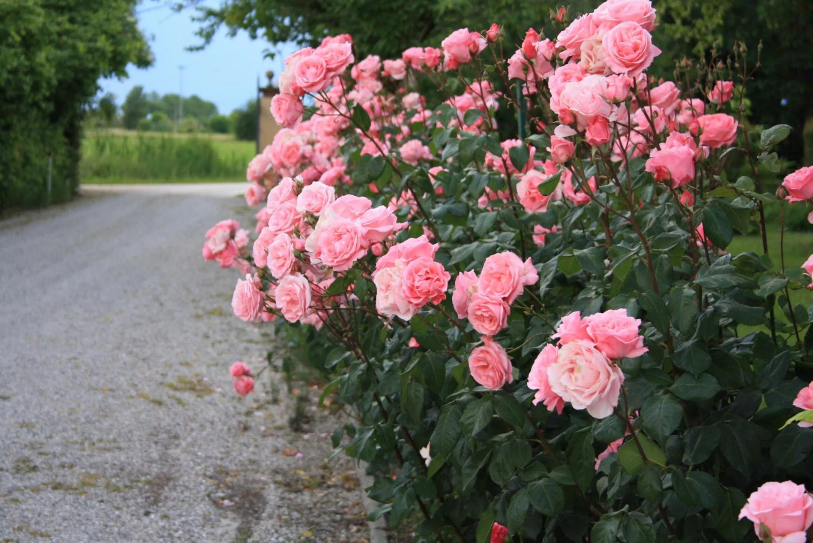 Garden in Villa Belfiore