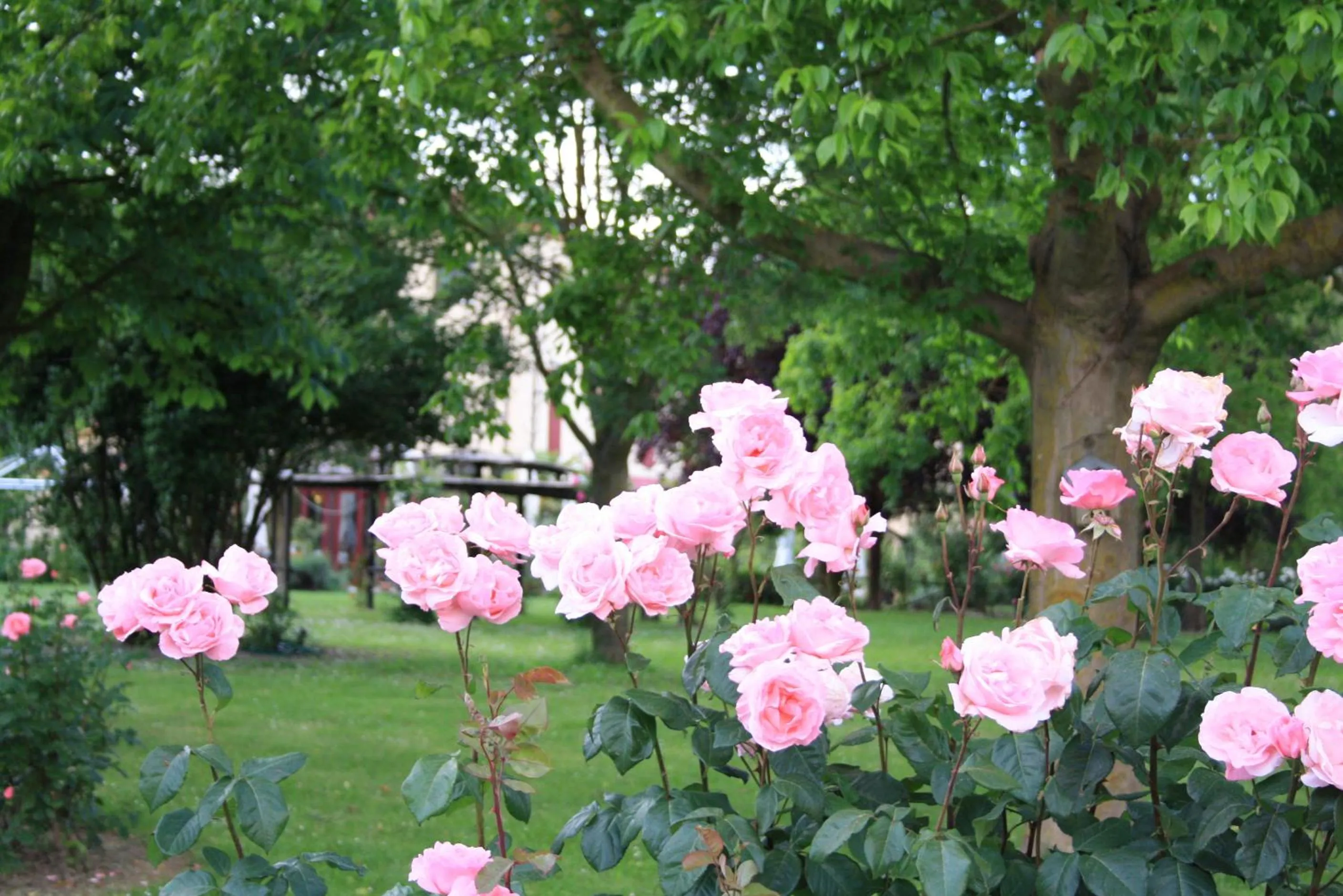 Garden in Villa Belfiore
