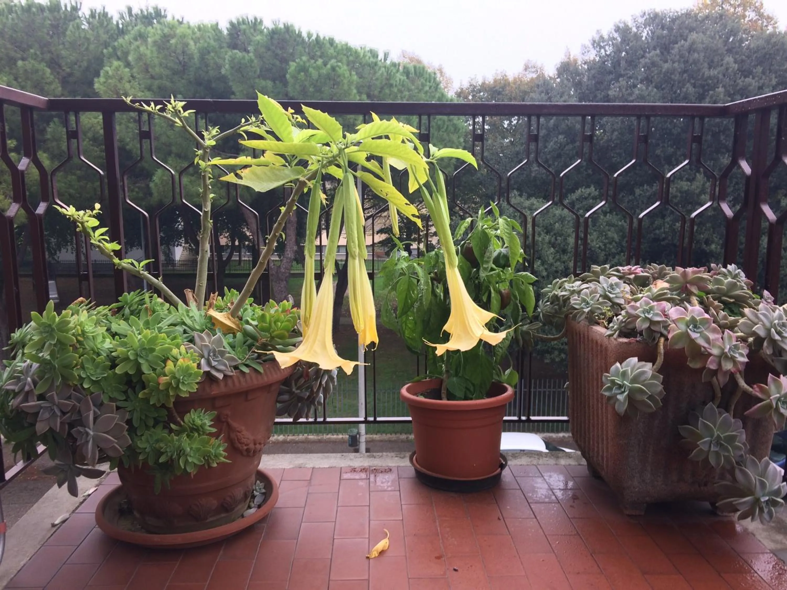 Balcony/Terrace in B&B Pergolesi
