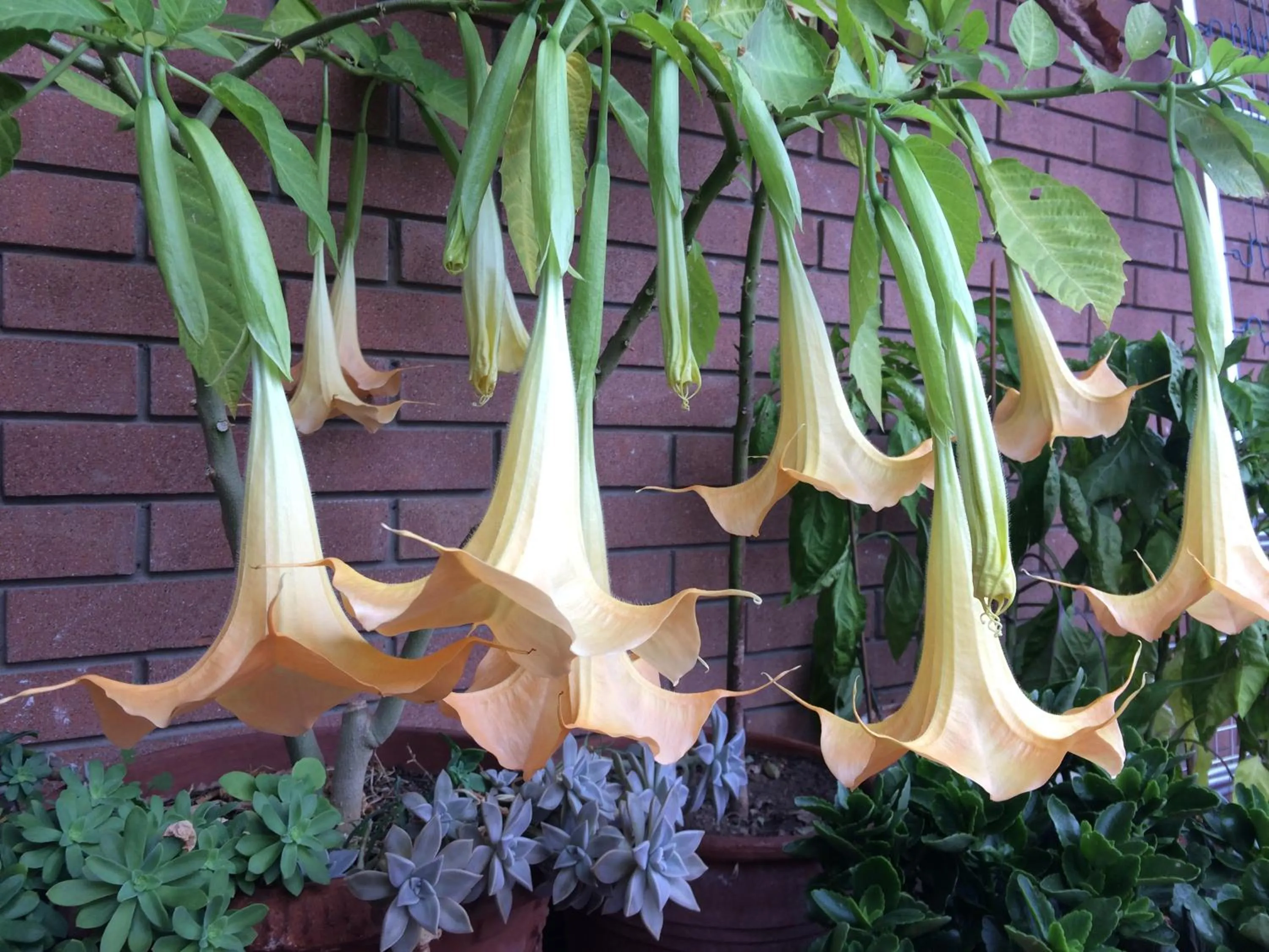 Balcony/Terrace in B&B Pergolesi