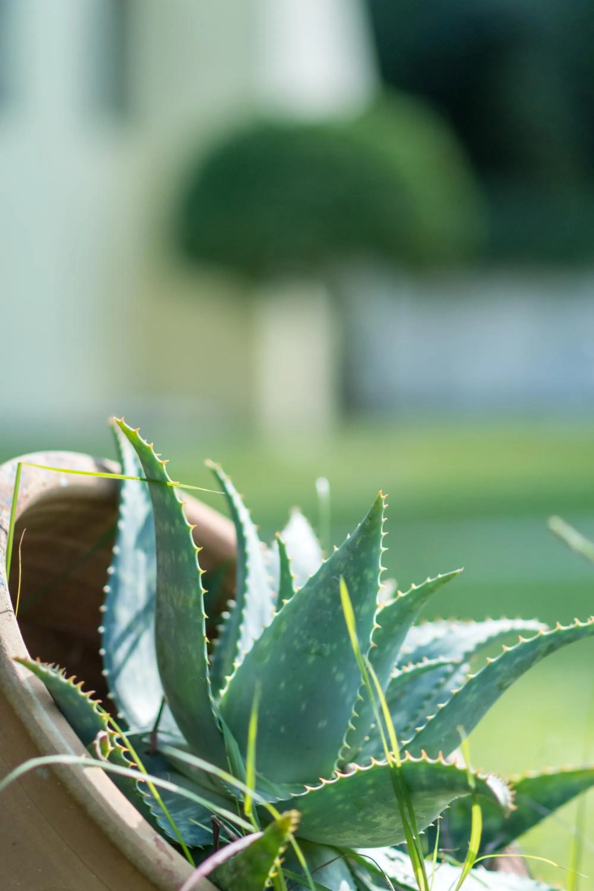 Garden in Helion Resort