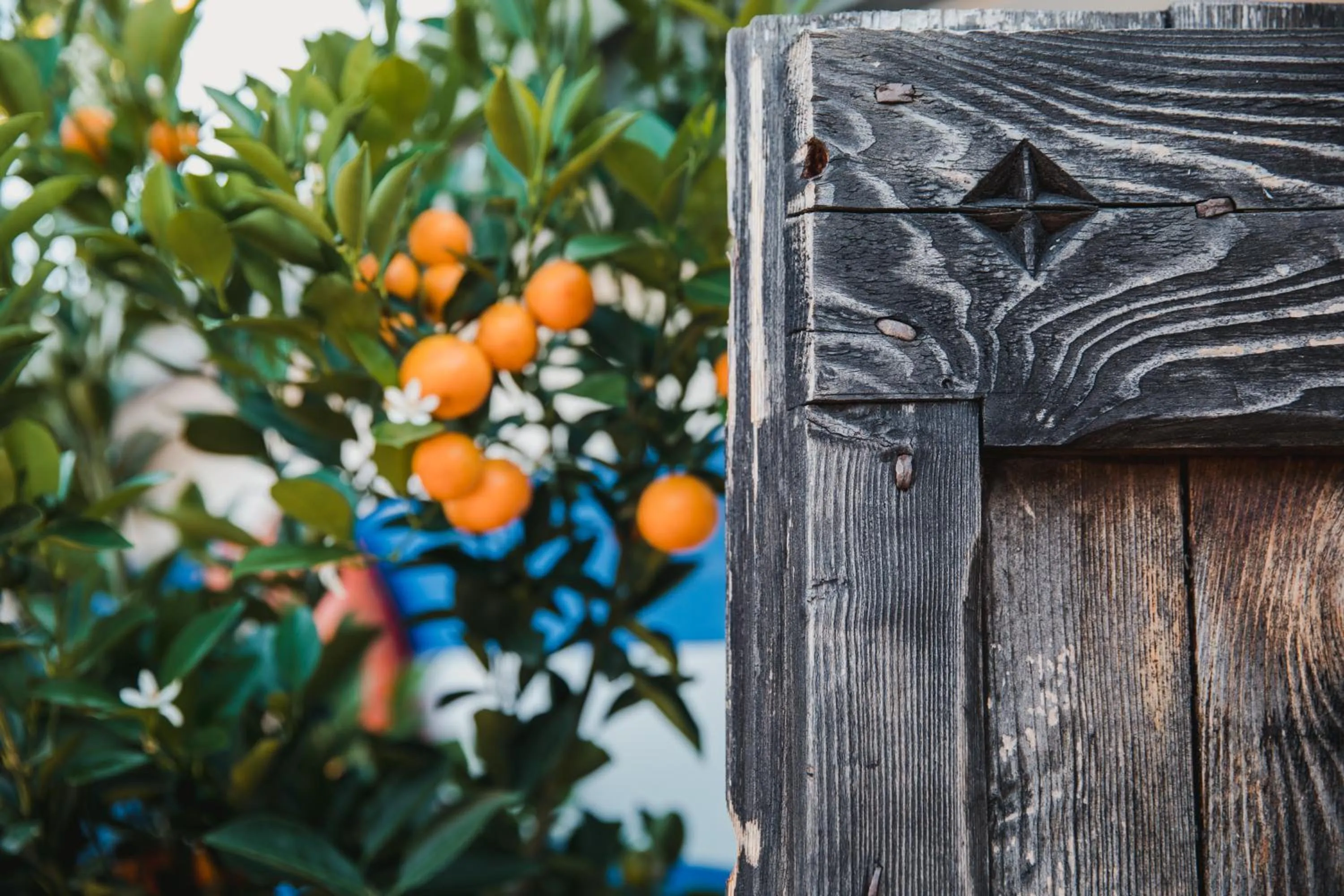 Garden in Art Hotel Riposo