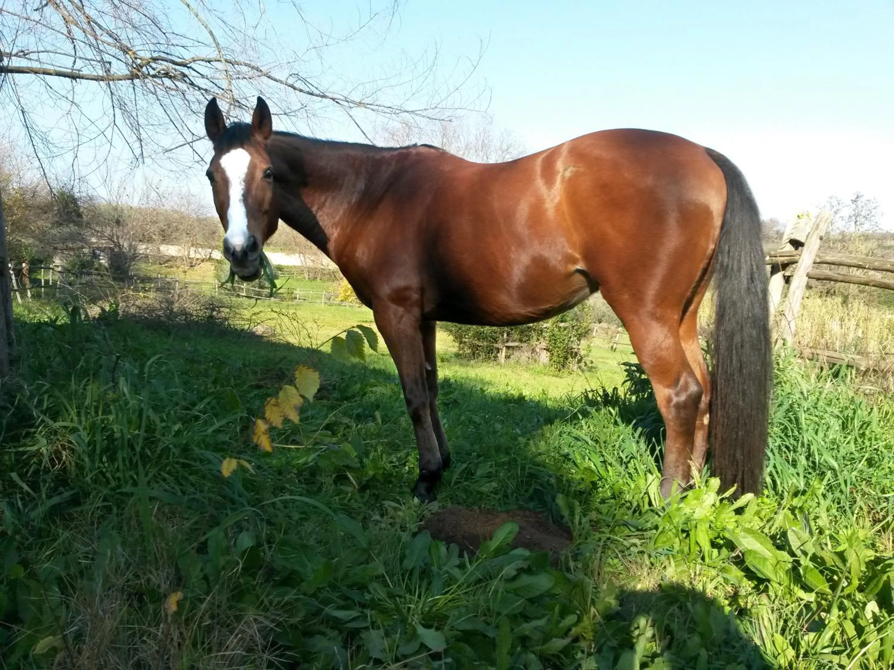 Pets in B&B Sole Mio