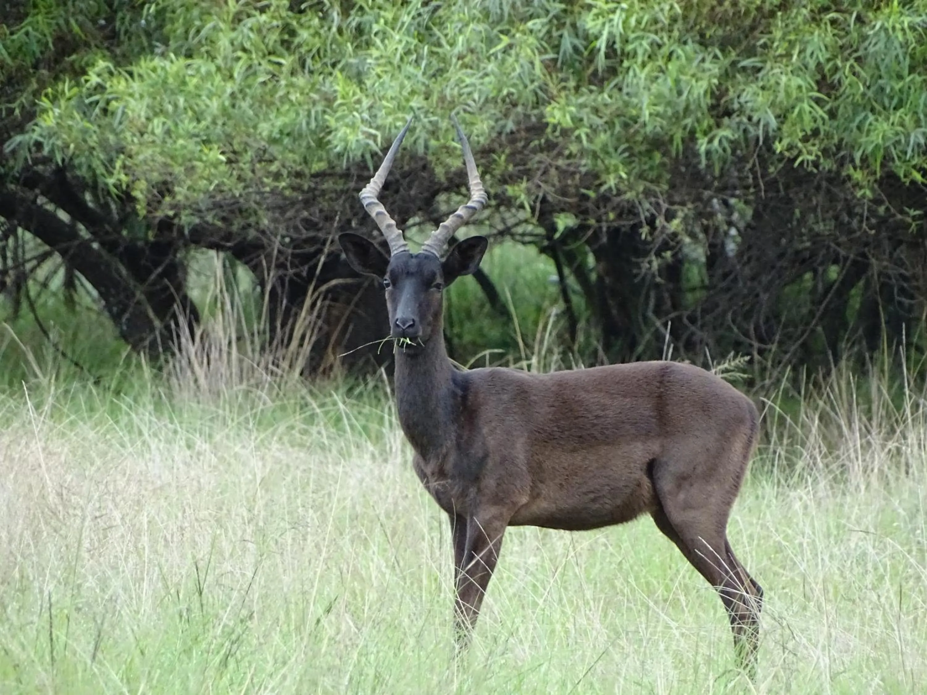 Animals in Abba Game Lodge