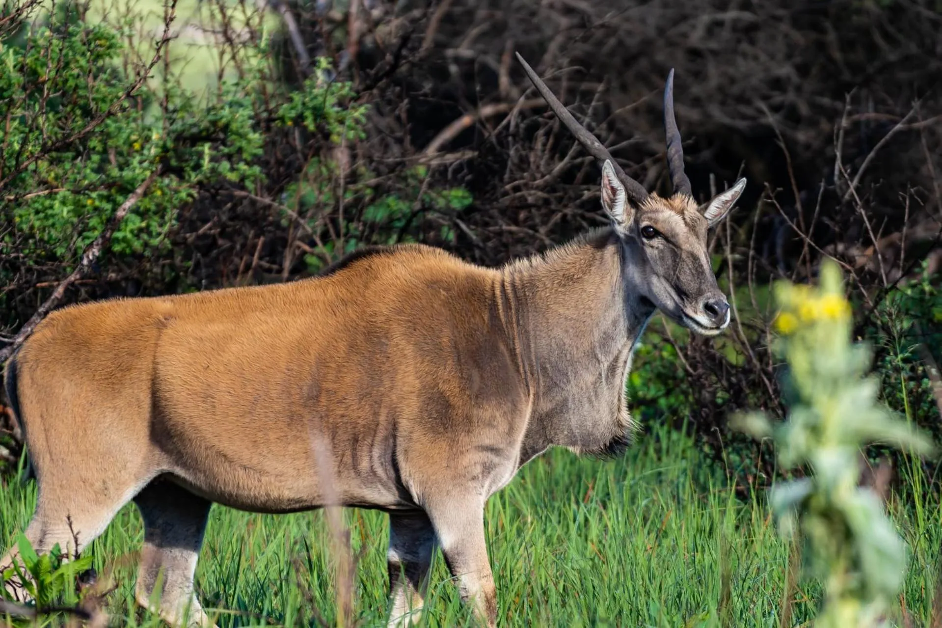 Animals in Gooderson Leisure Riverbend Chalets Self Catering and Timeshare Gold Crown Resort