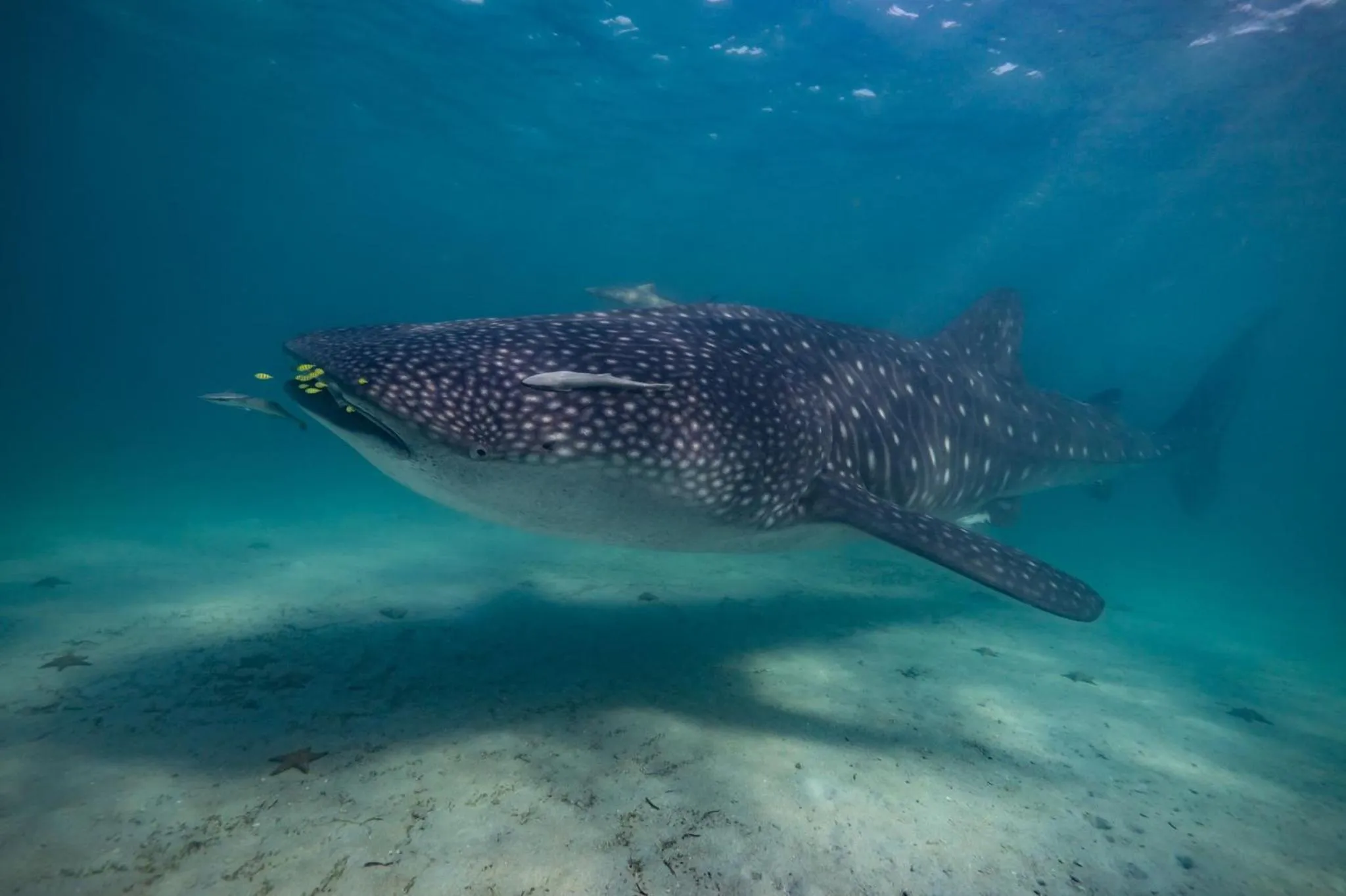 Kinazi Upepo Beach Eco Sport Resort