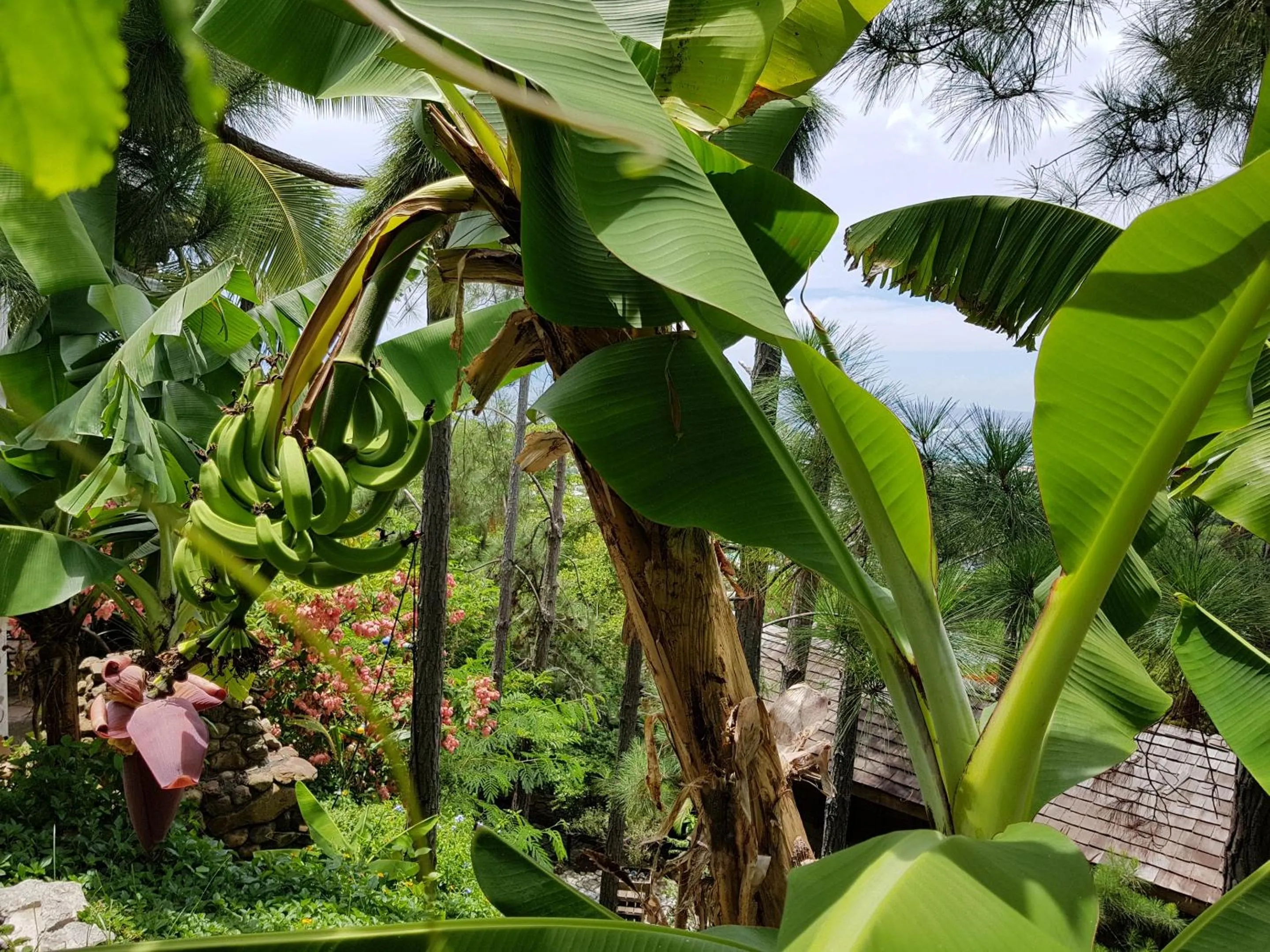 Garden in Chalet De Tahiti