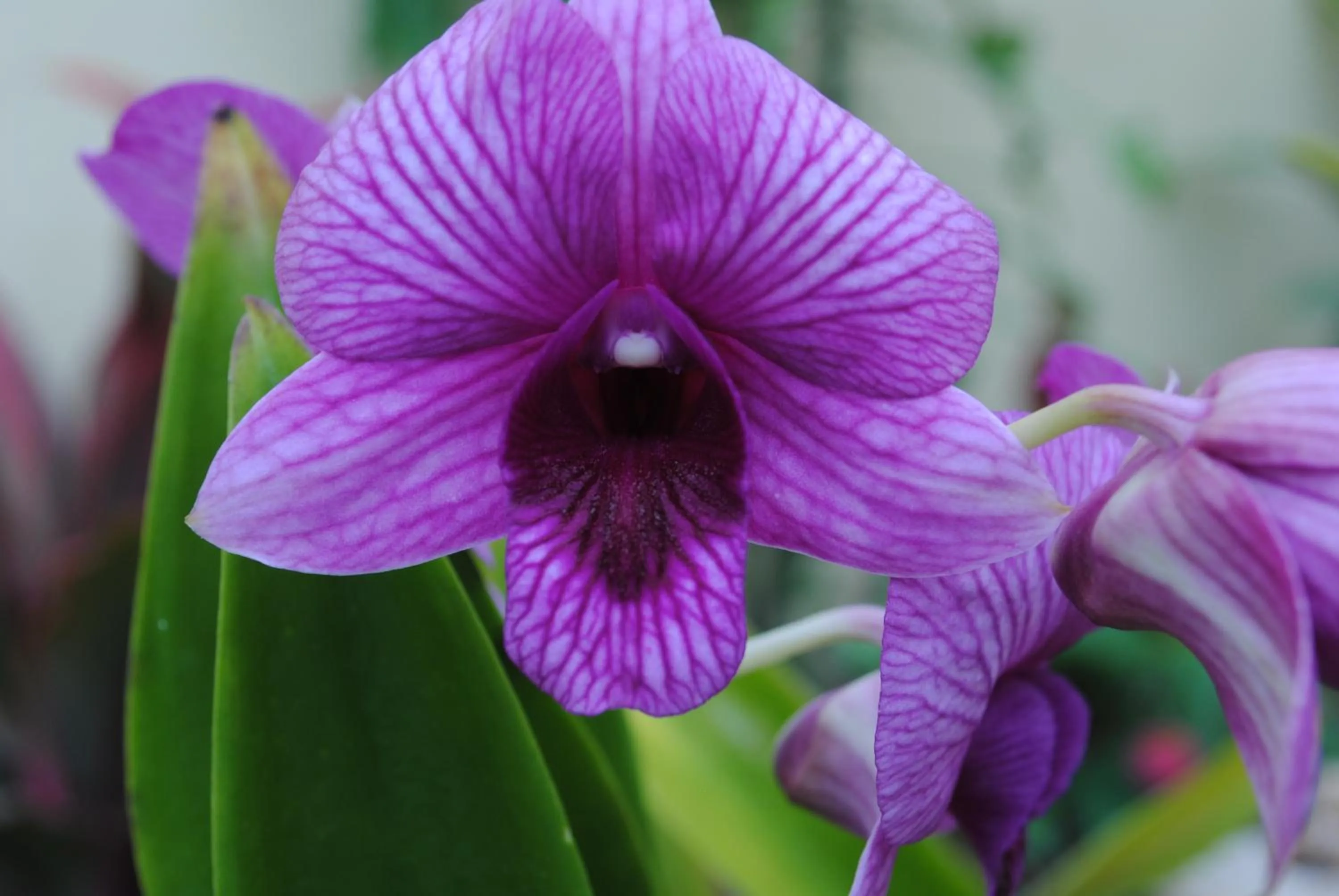 Garden view in Captain's Lodge and Bar