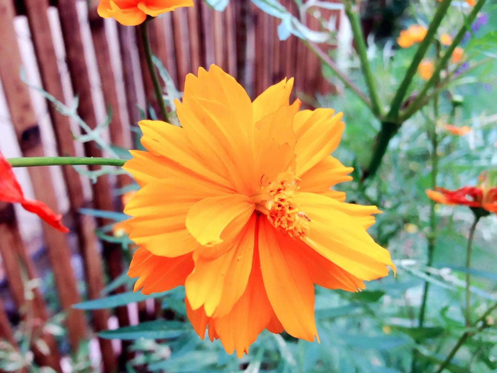 Garden view in Captain's Lodge and Bar