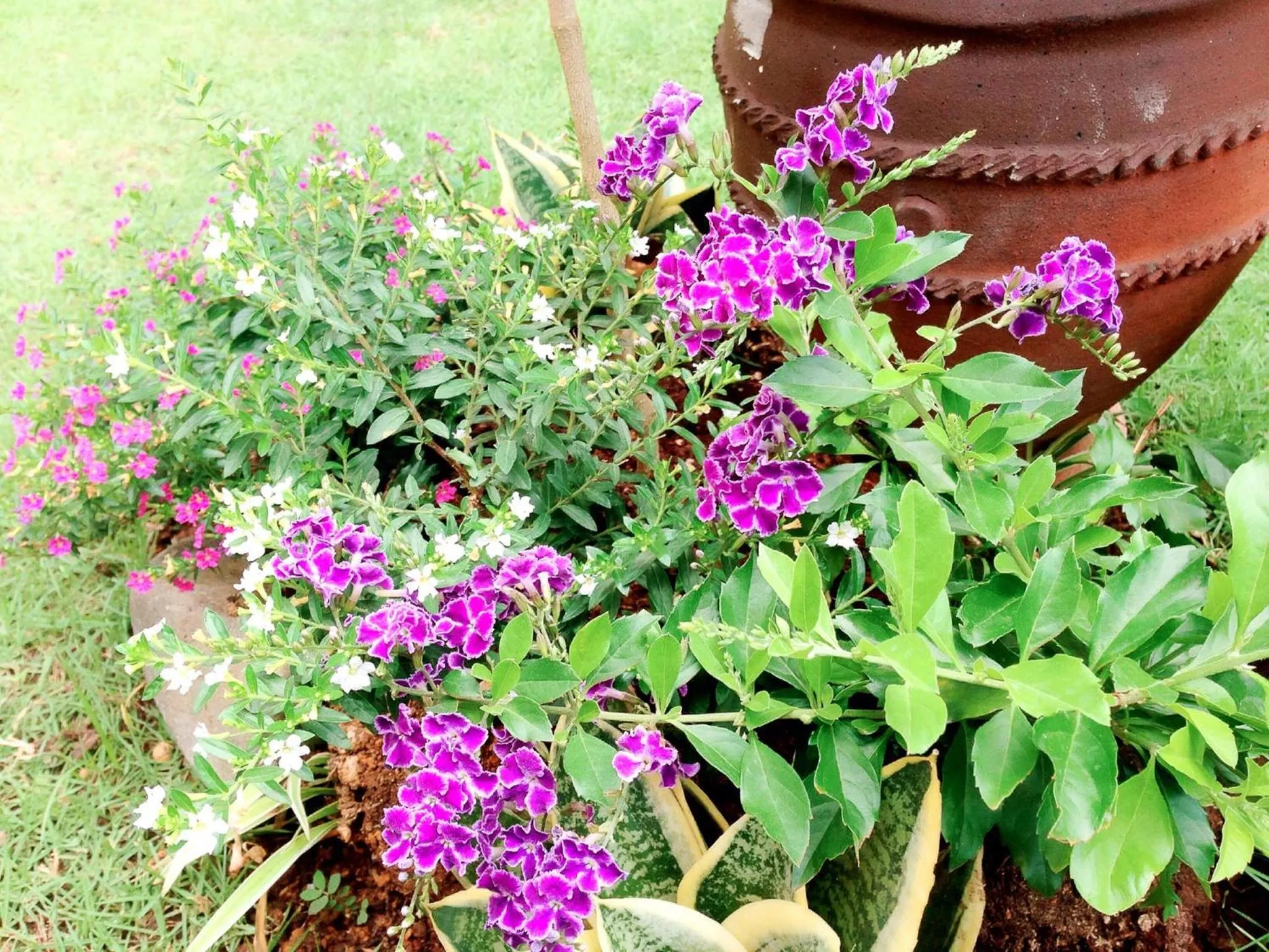 Garden view in Captain's Lodge and Bar