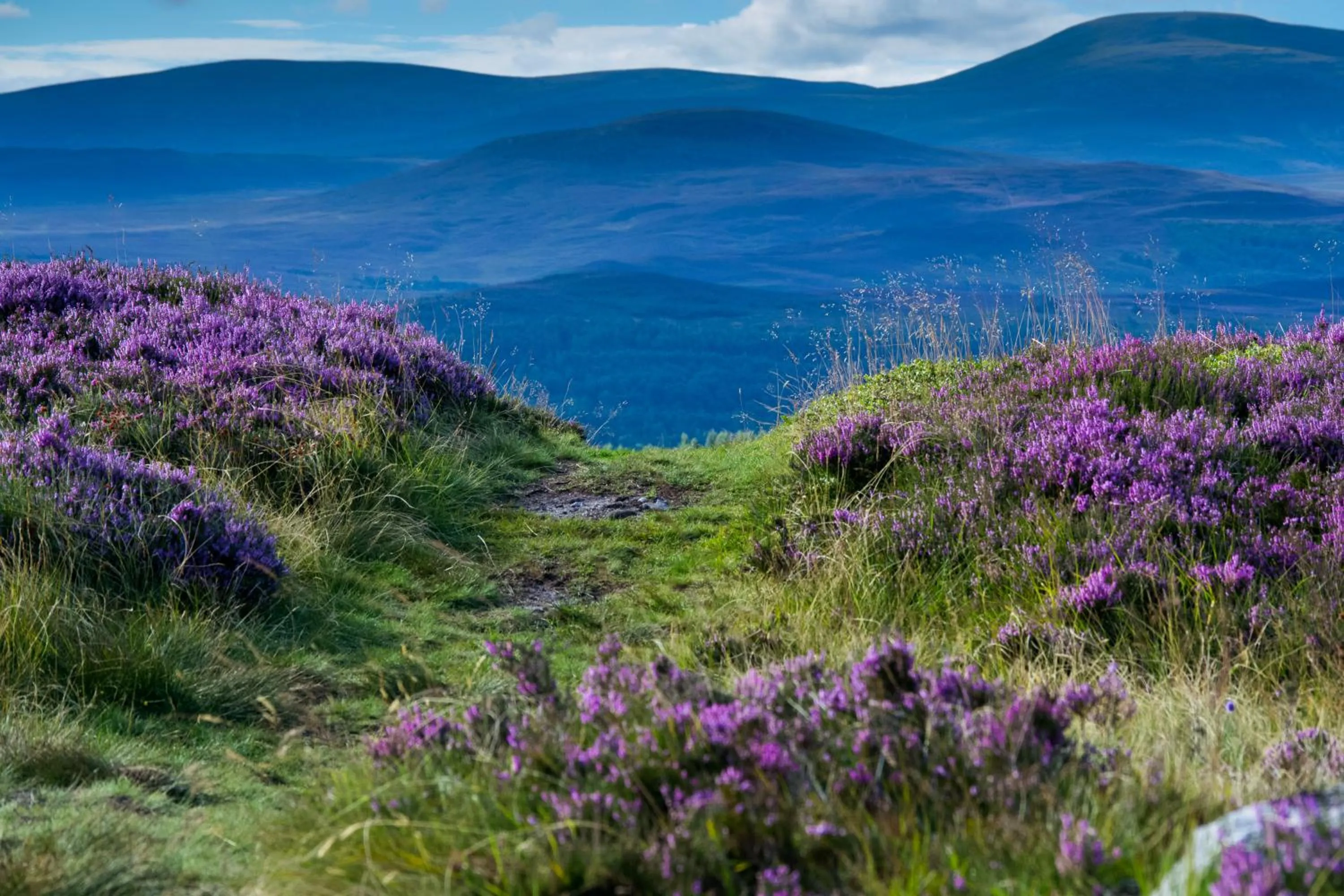 Natural landscape in Balavil Hotel