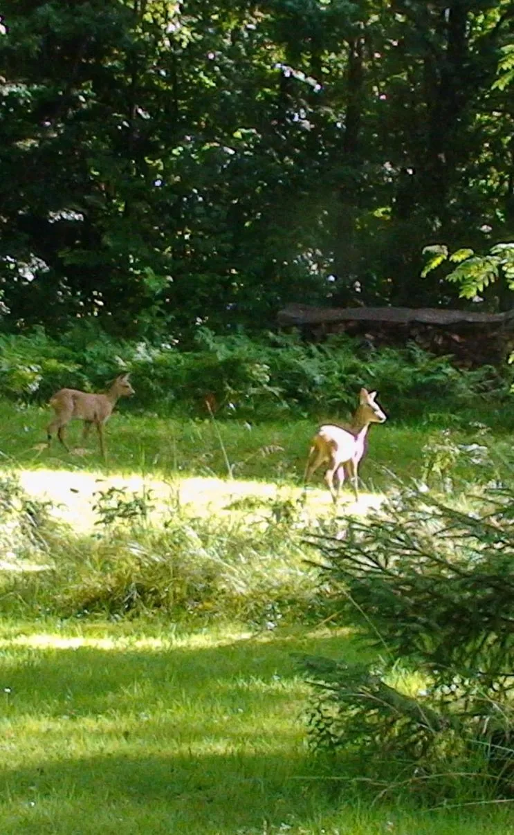 Garden in Évika boutique hotel