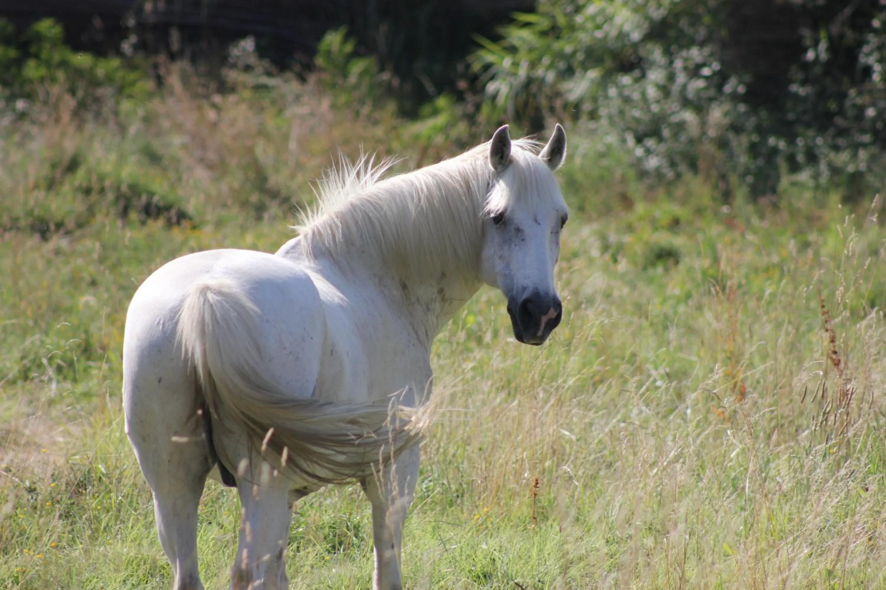 Garden view in Mas Petit Prince