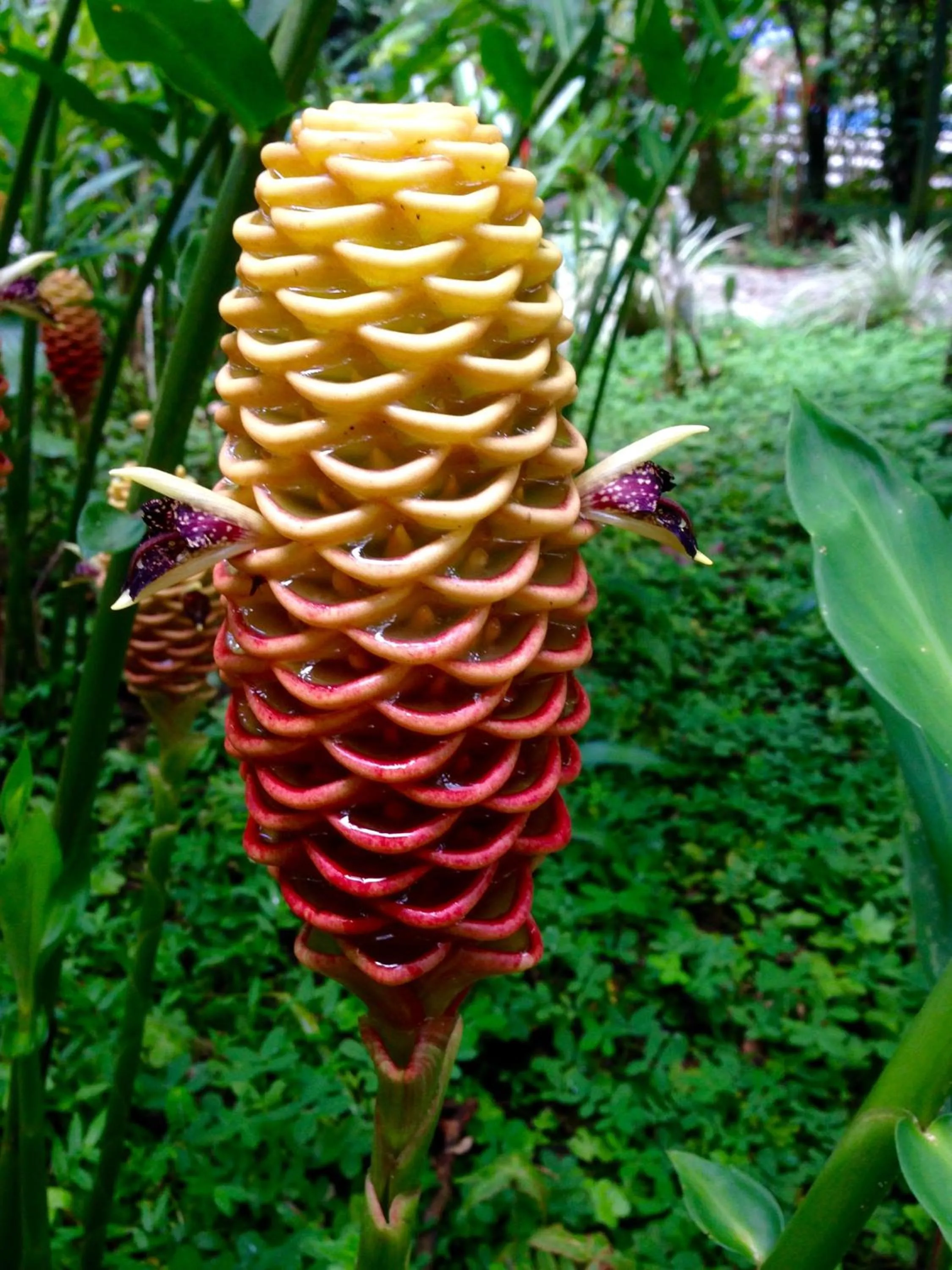 Garden in The Goddess Garden Eco-Resort