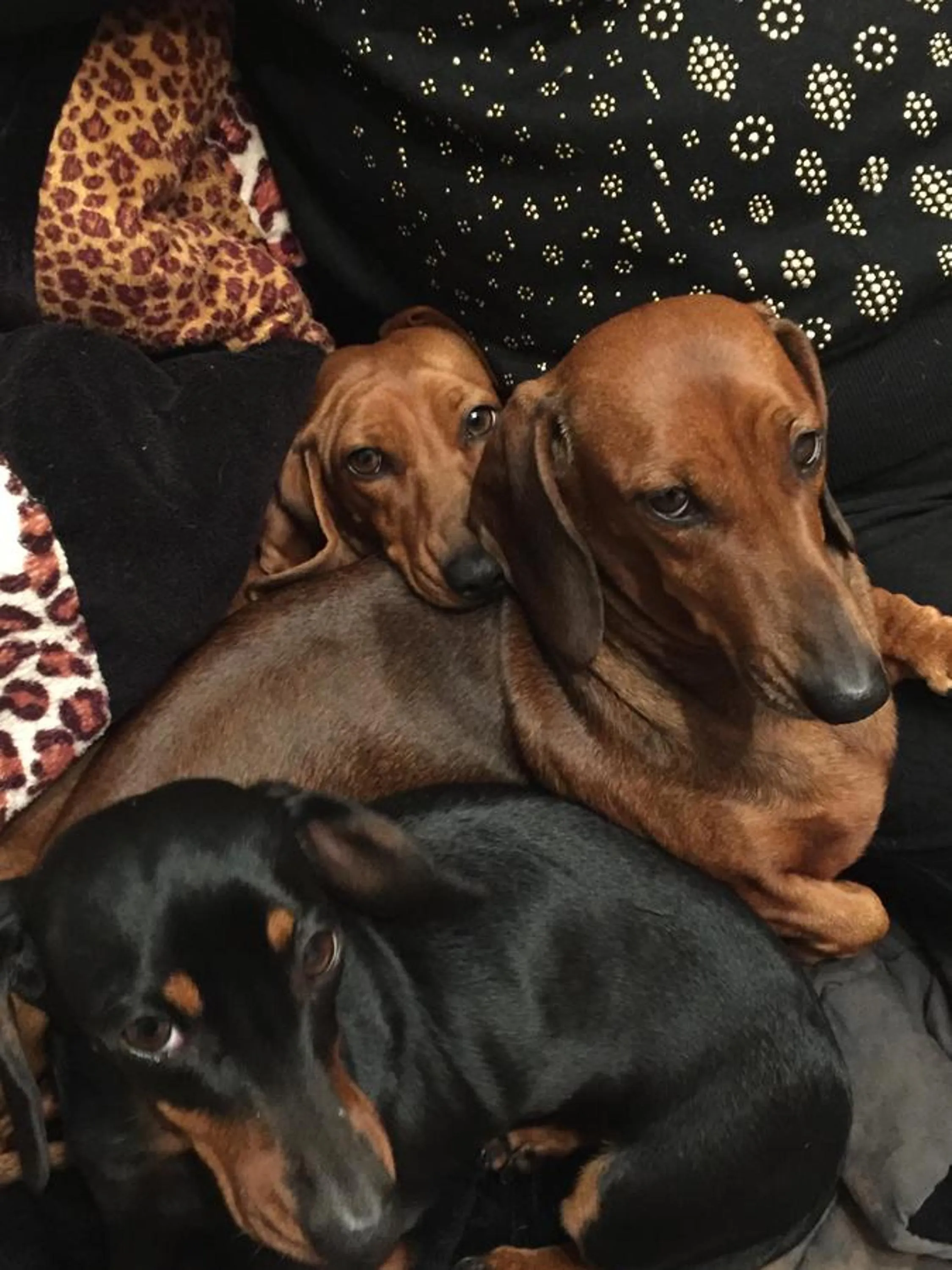 Pets in La Maison Blanche