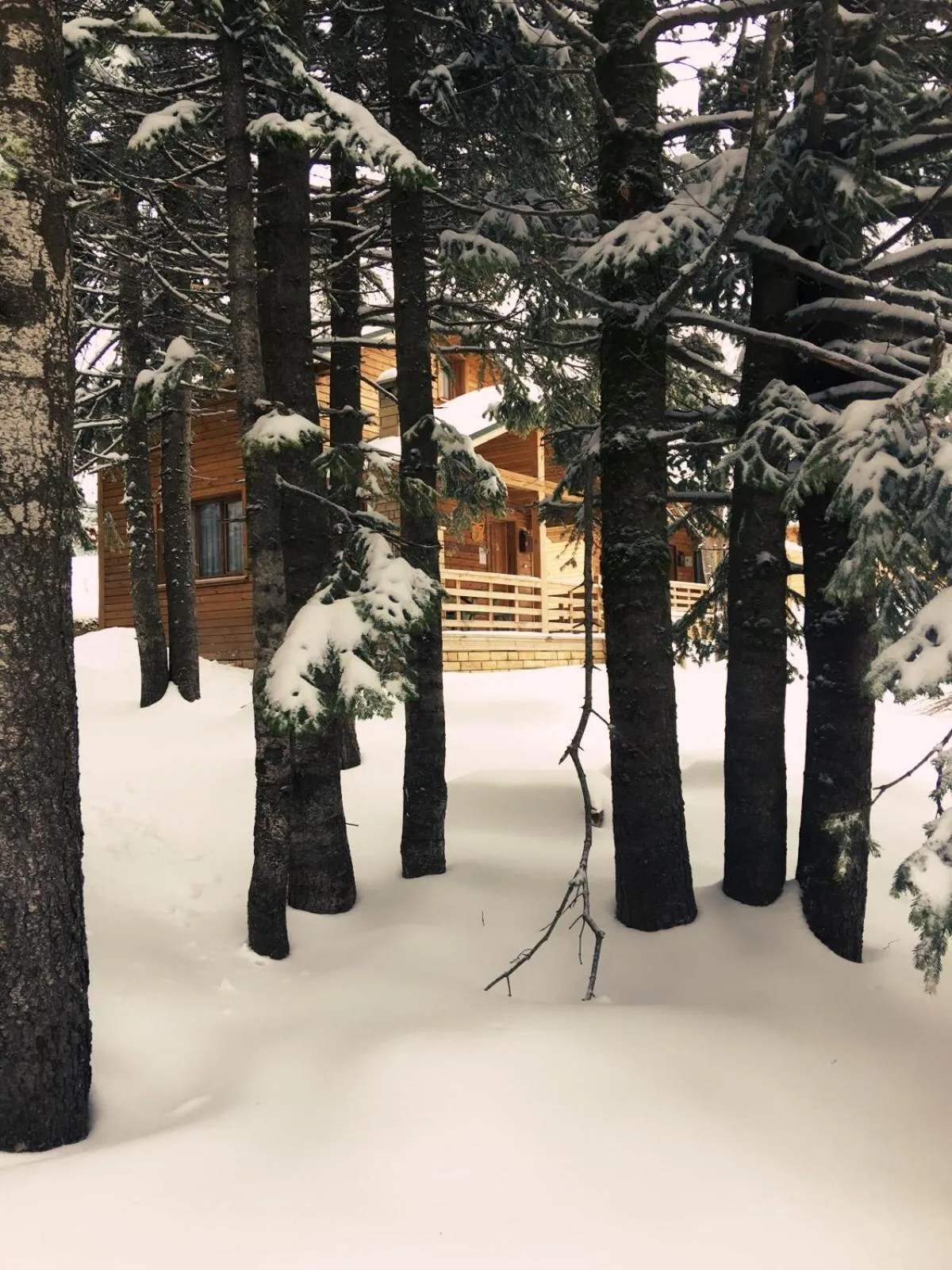 Uludag Orman Koskleri