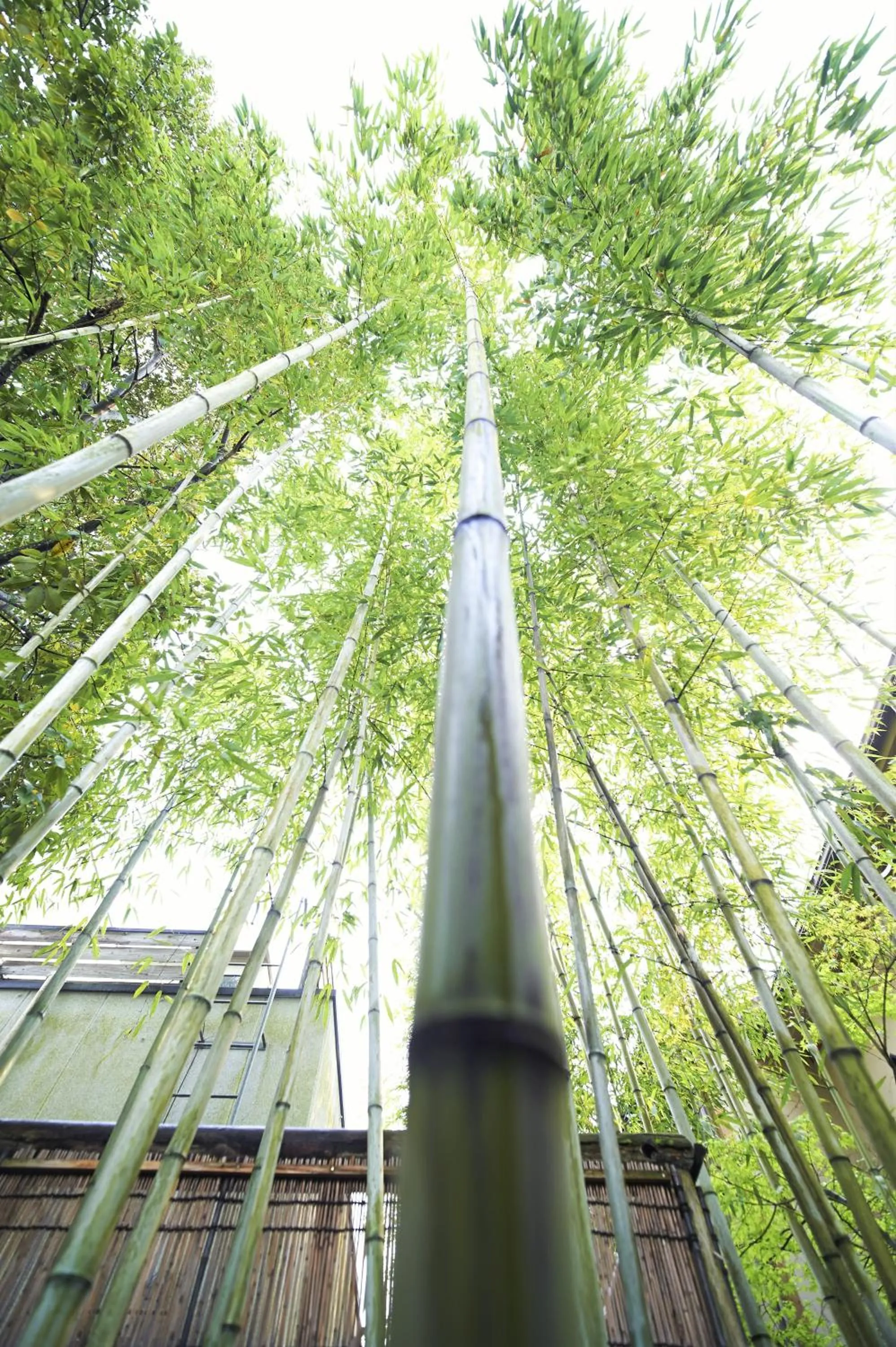 Garden in Hotel Kazahaya