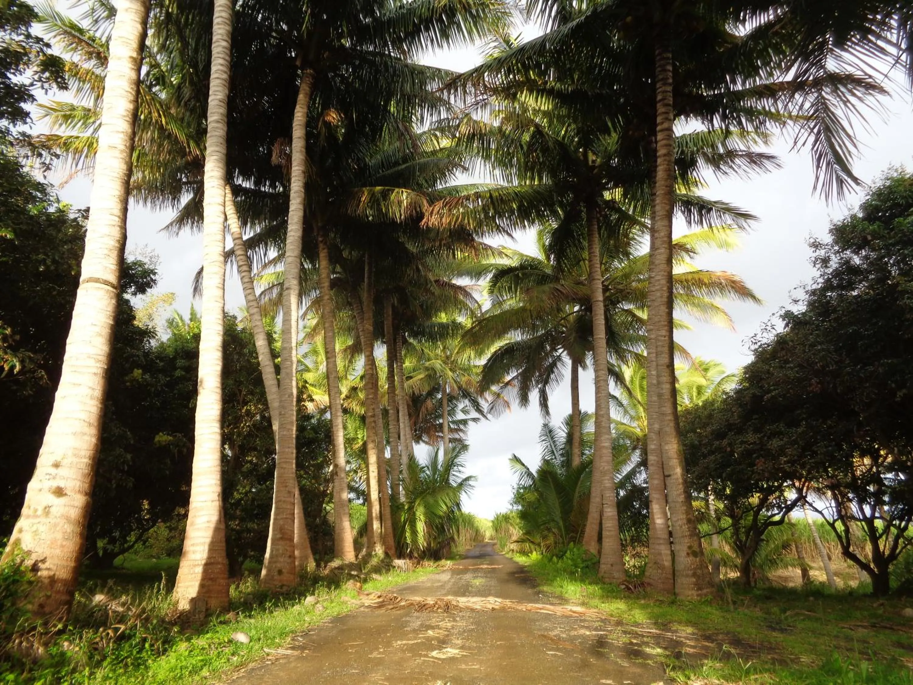 Nearby landmark in L'Arbre de Vie