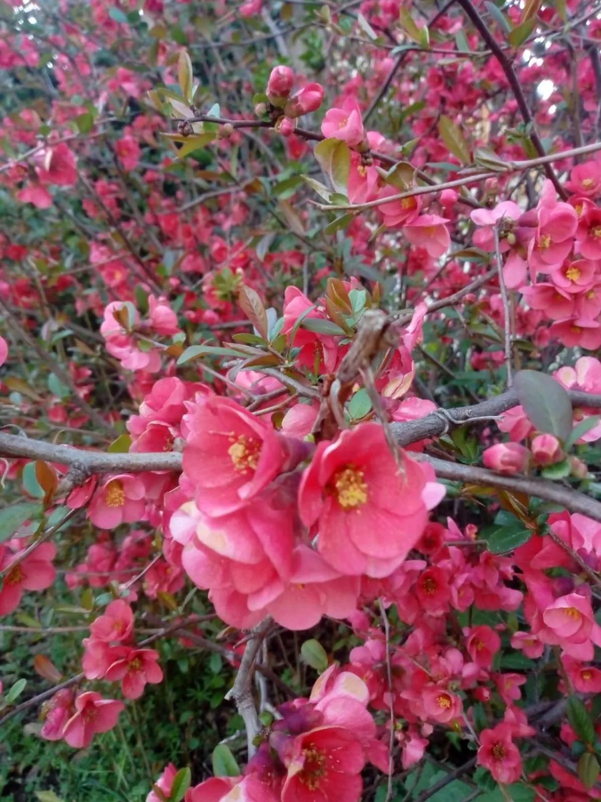 B&B Casale Giovannozzi