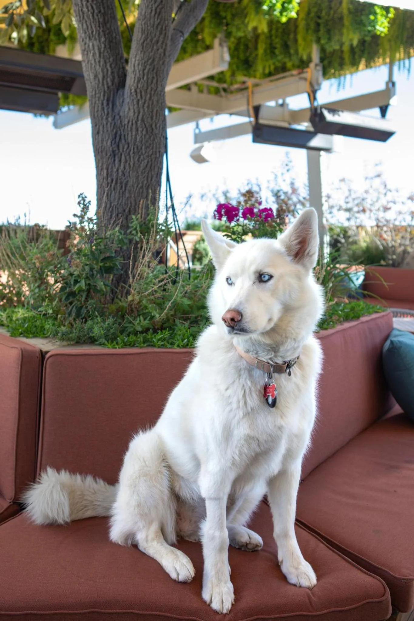 Restaurant/places to eat in Halcyon - A Hotel in Cherry Creek