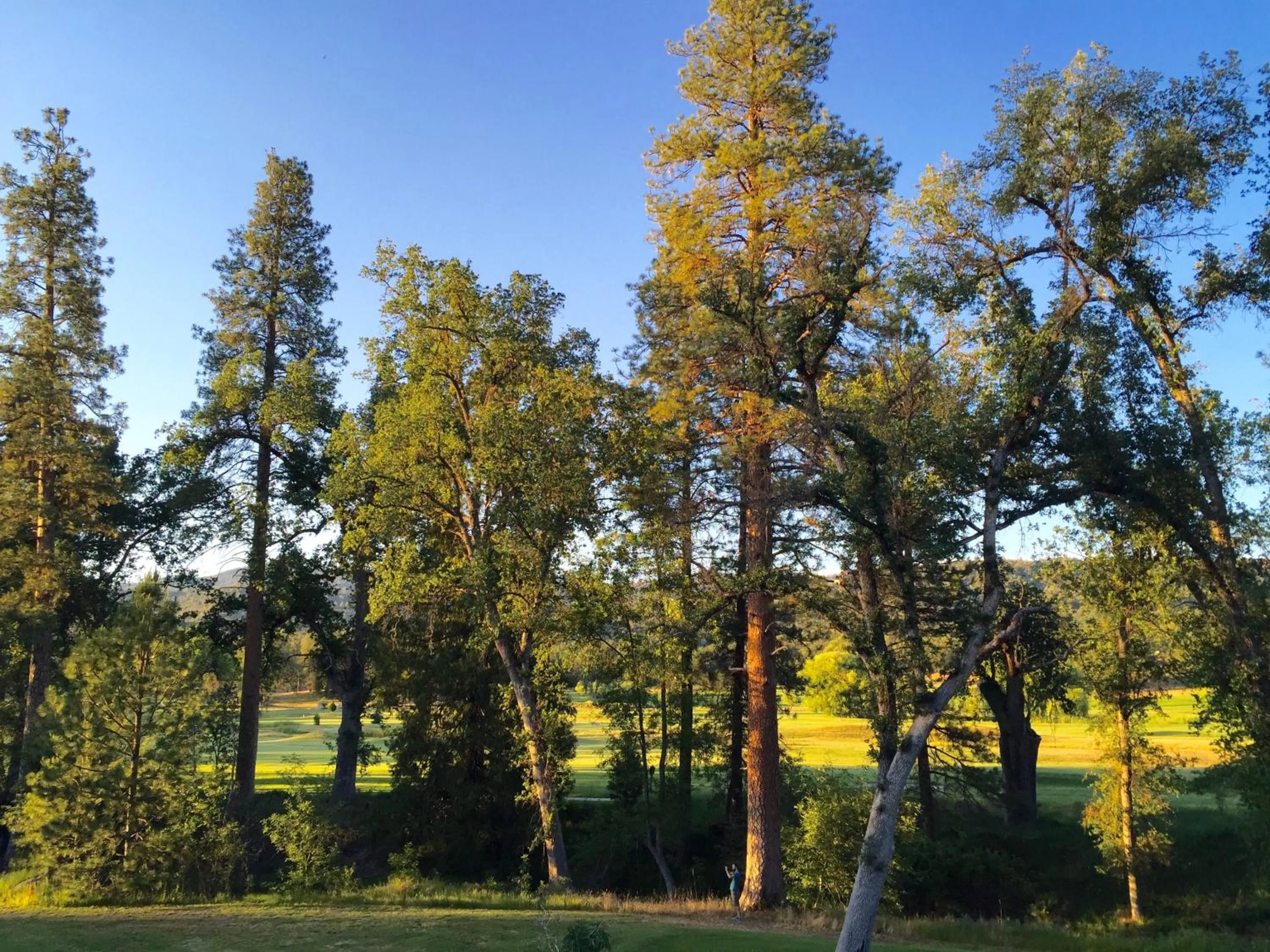 Day in Sierra Meadows